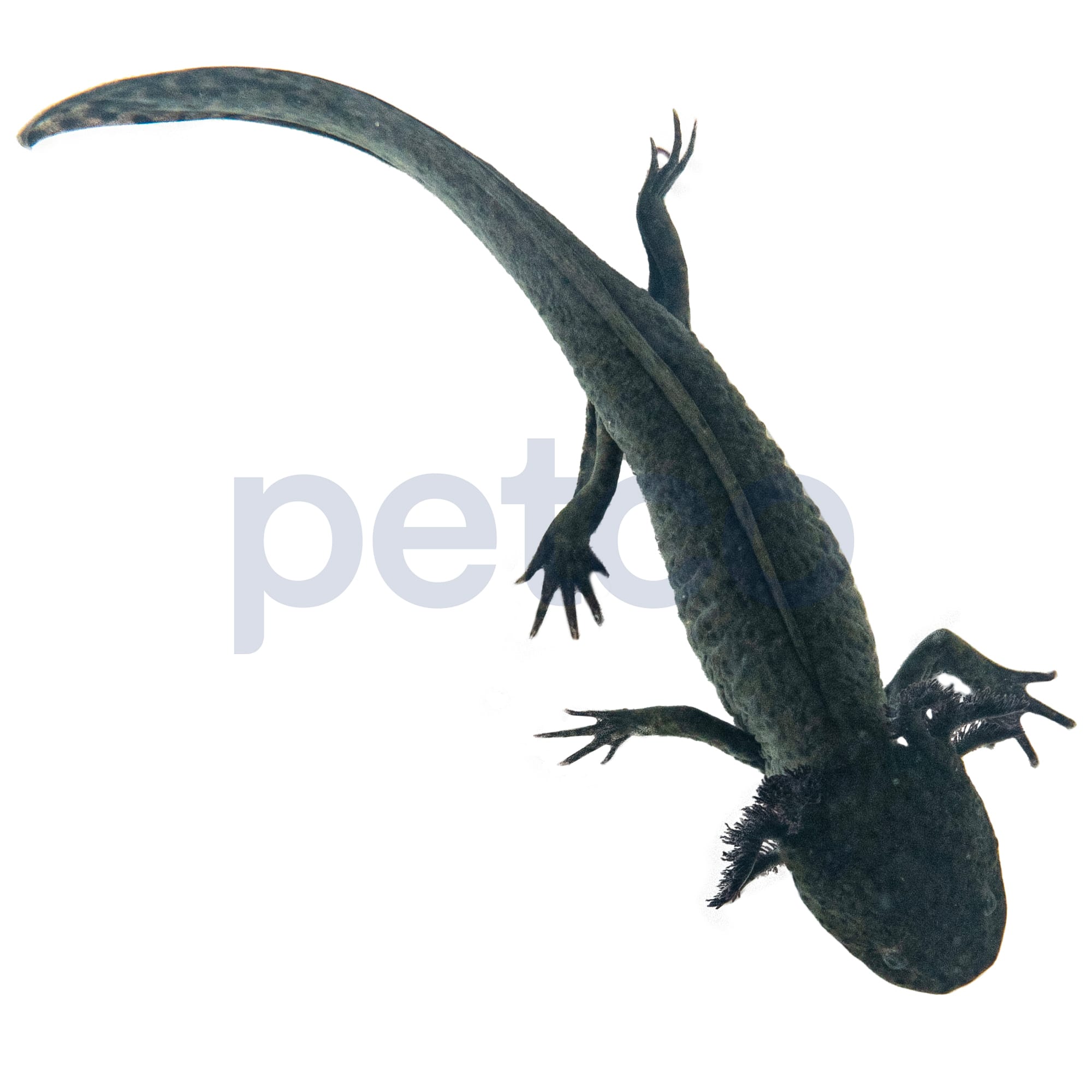 Leucistic Axolotl (Ambystoma Mexicanum) Petco, 41 OFF
