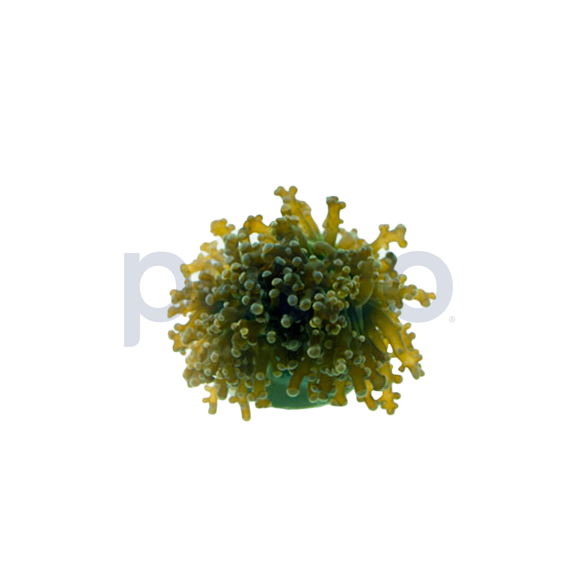 Green with Purple Tips Octopus Branch Frag For Sale Petco
