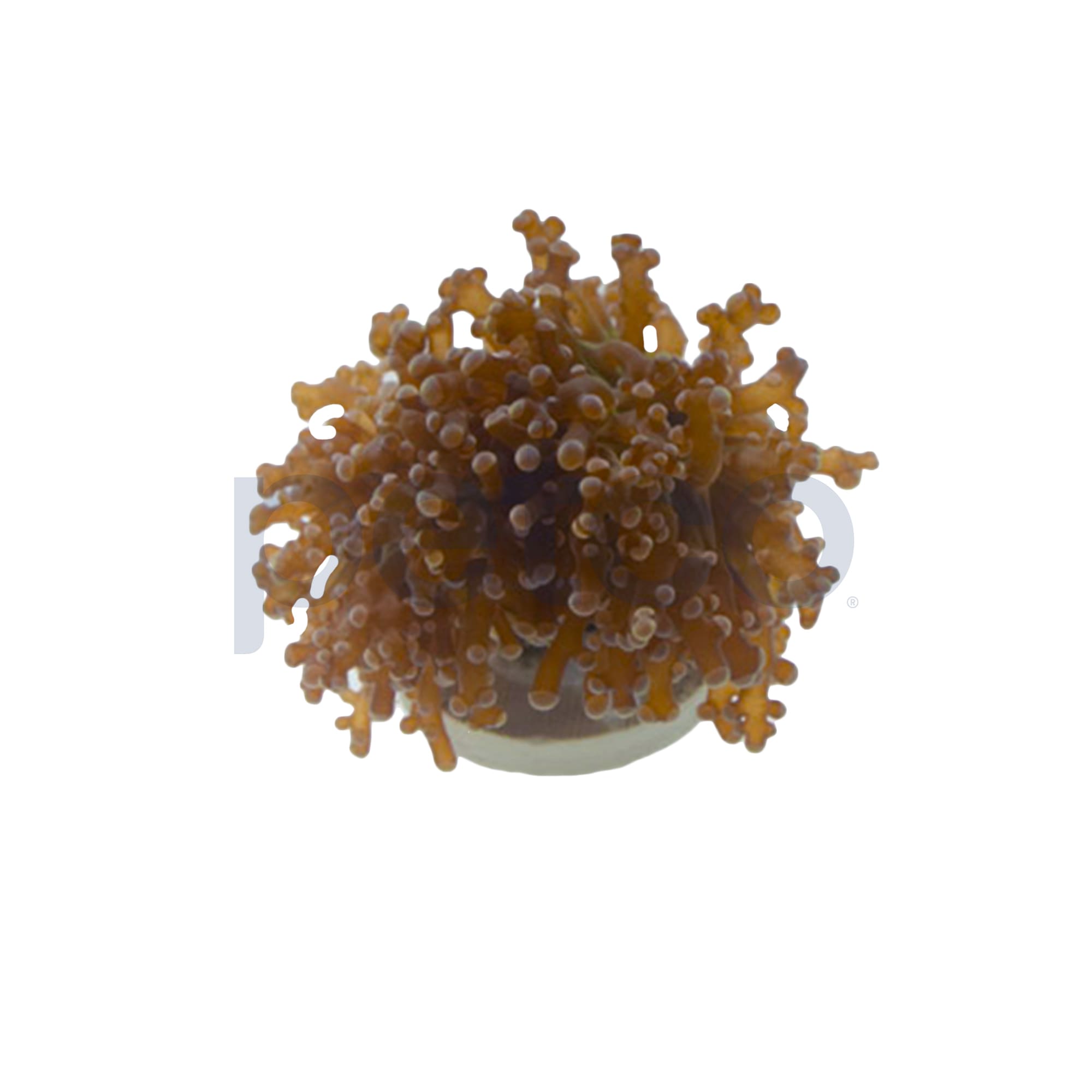 Orange Octopus Branch Frag For Sale Petco
