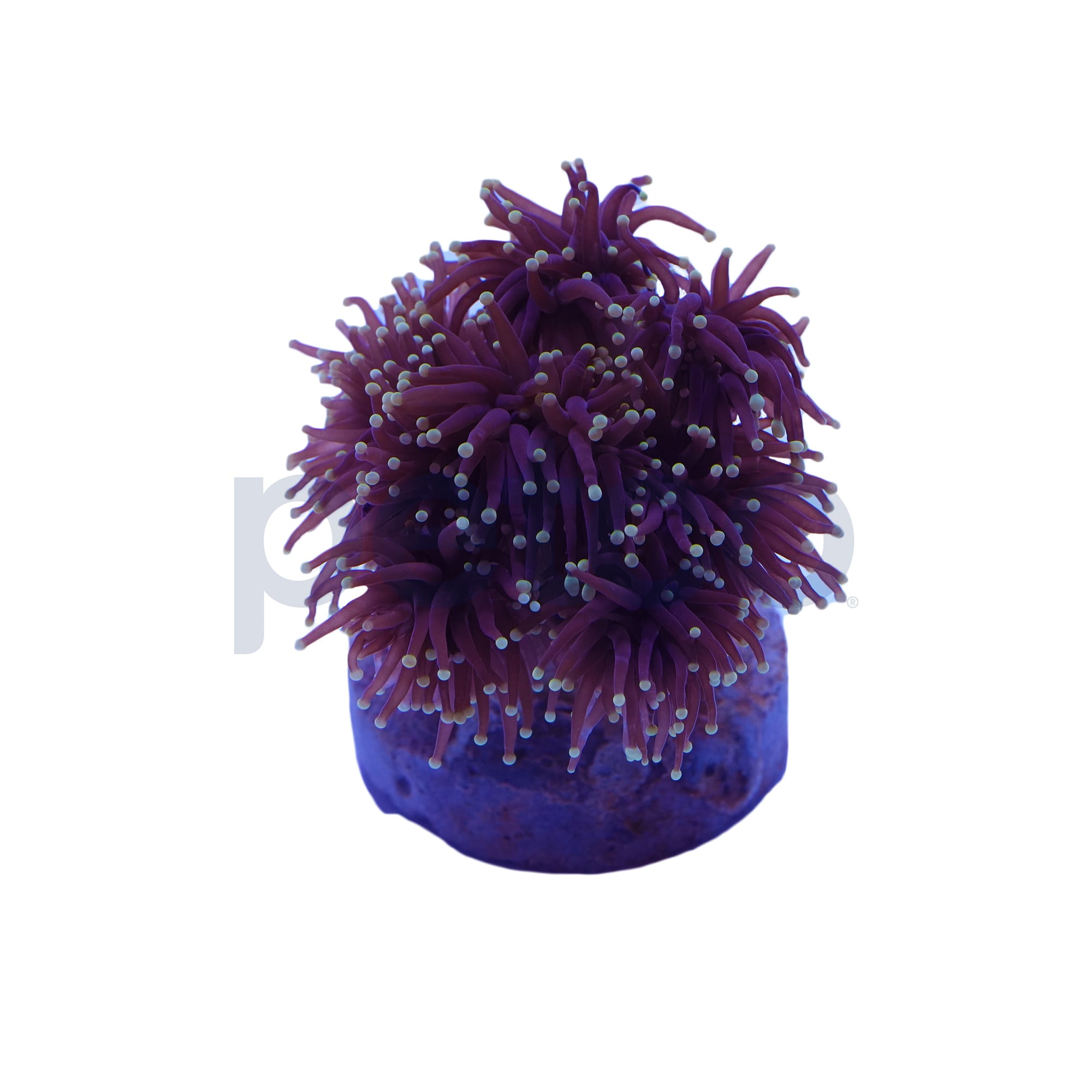 Black & Yellow Tip Torch Coral Petco Marine Inverts