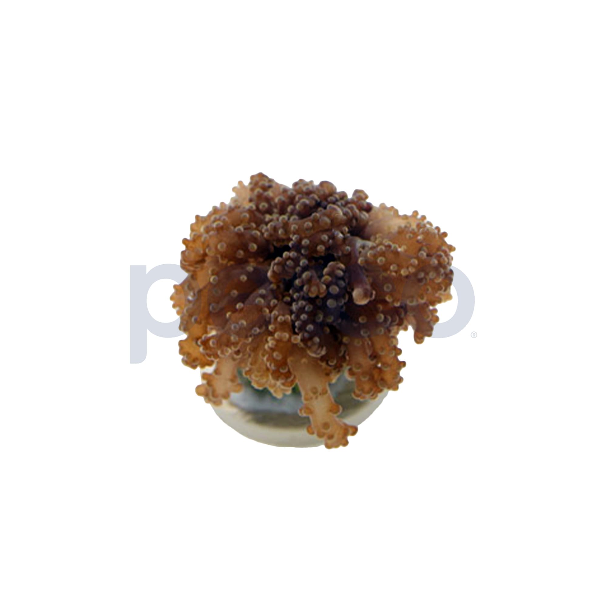 Gold Tip Octopus Branch Frag For Sale Petco