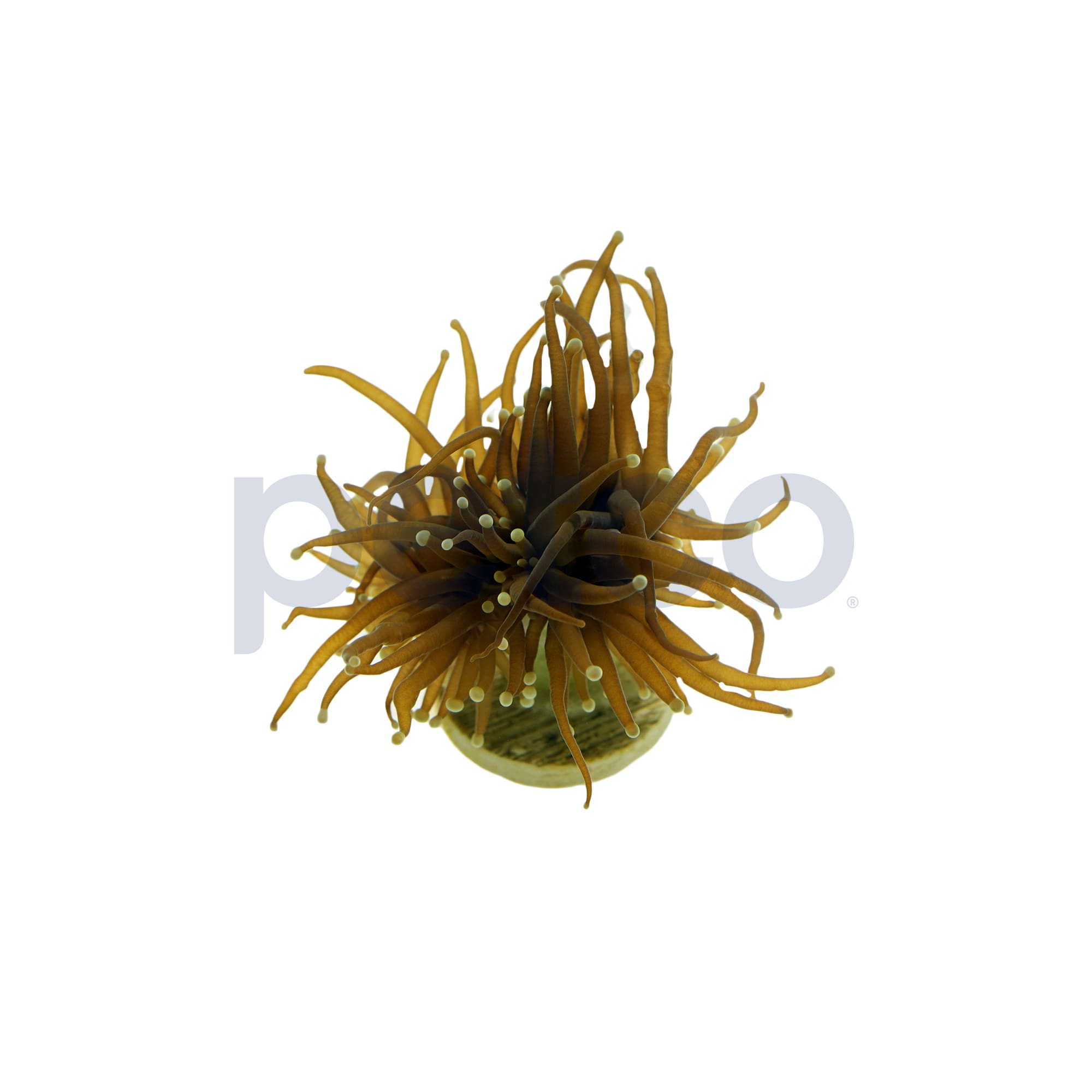 Aquacultured Ultra Gold Torch Coral For Sale | Petco