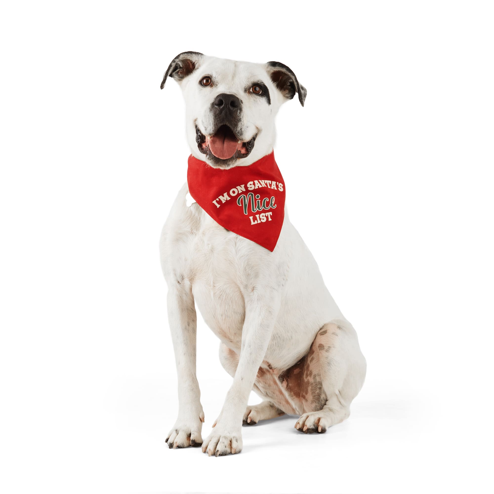 Petco on sale birthday bandana