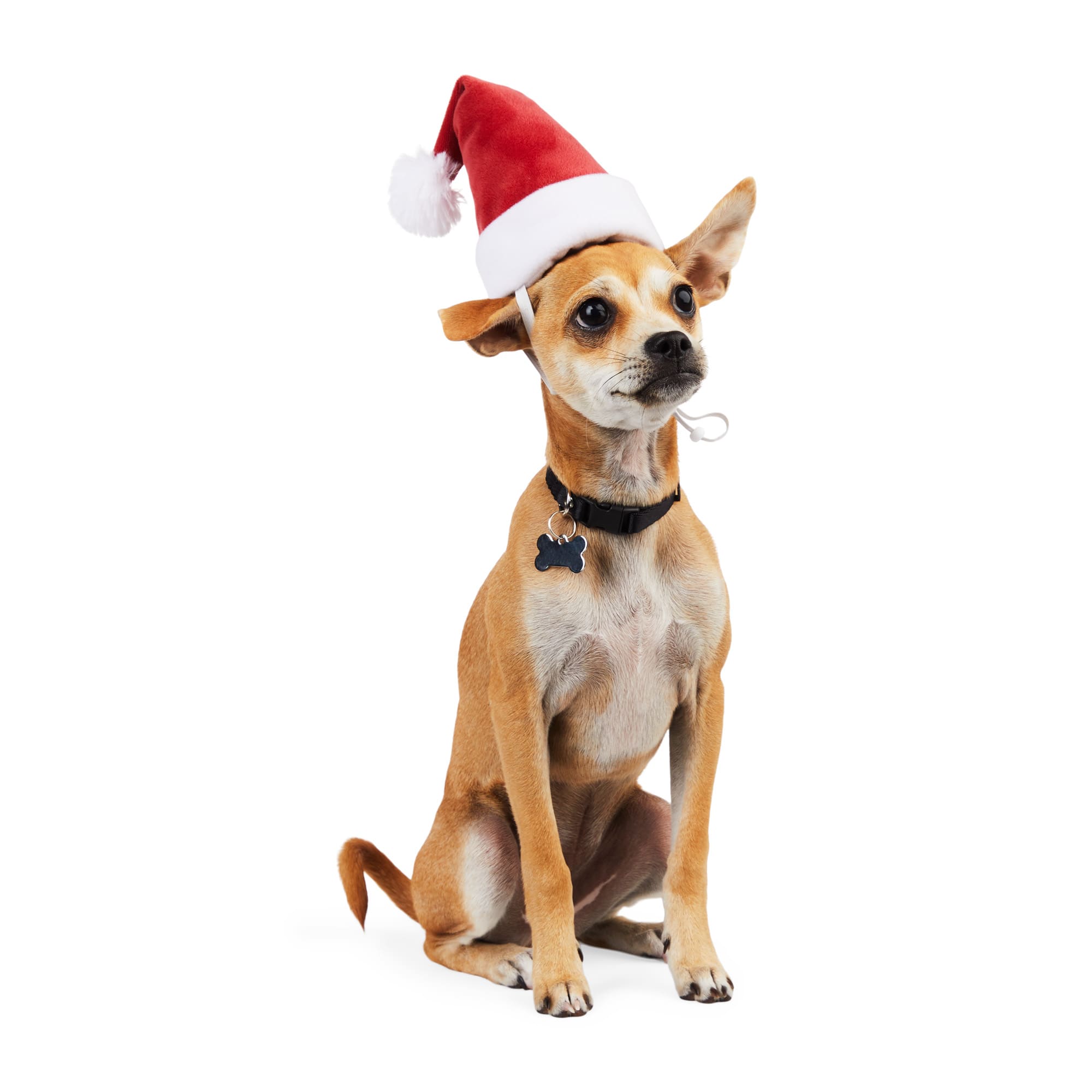 Dog shop santa hat