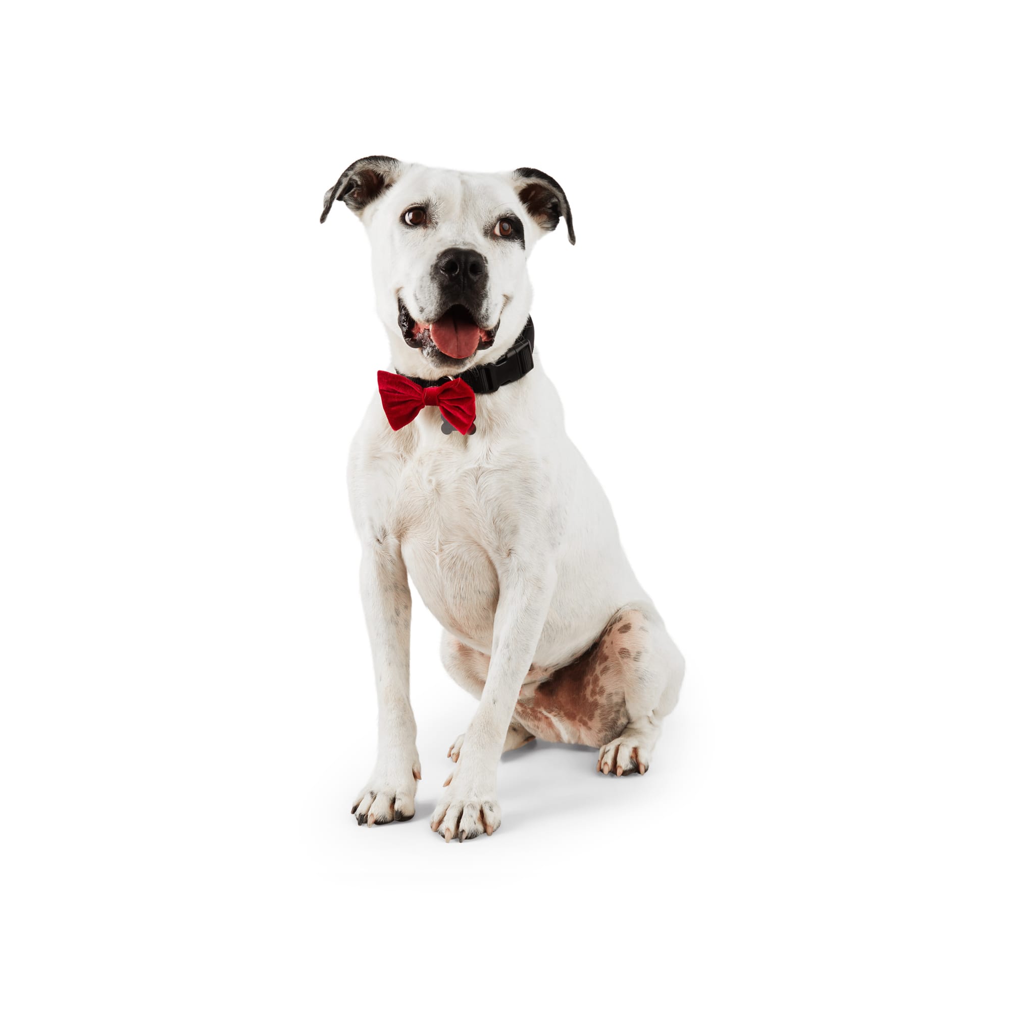 Petco dog deals bow tie