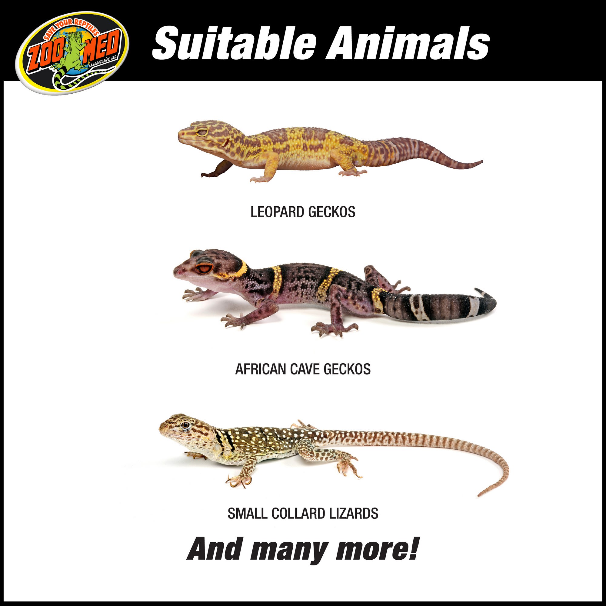 Zoomed leopard gecko starter hot sale kit