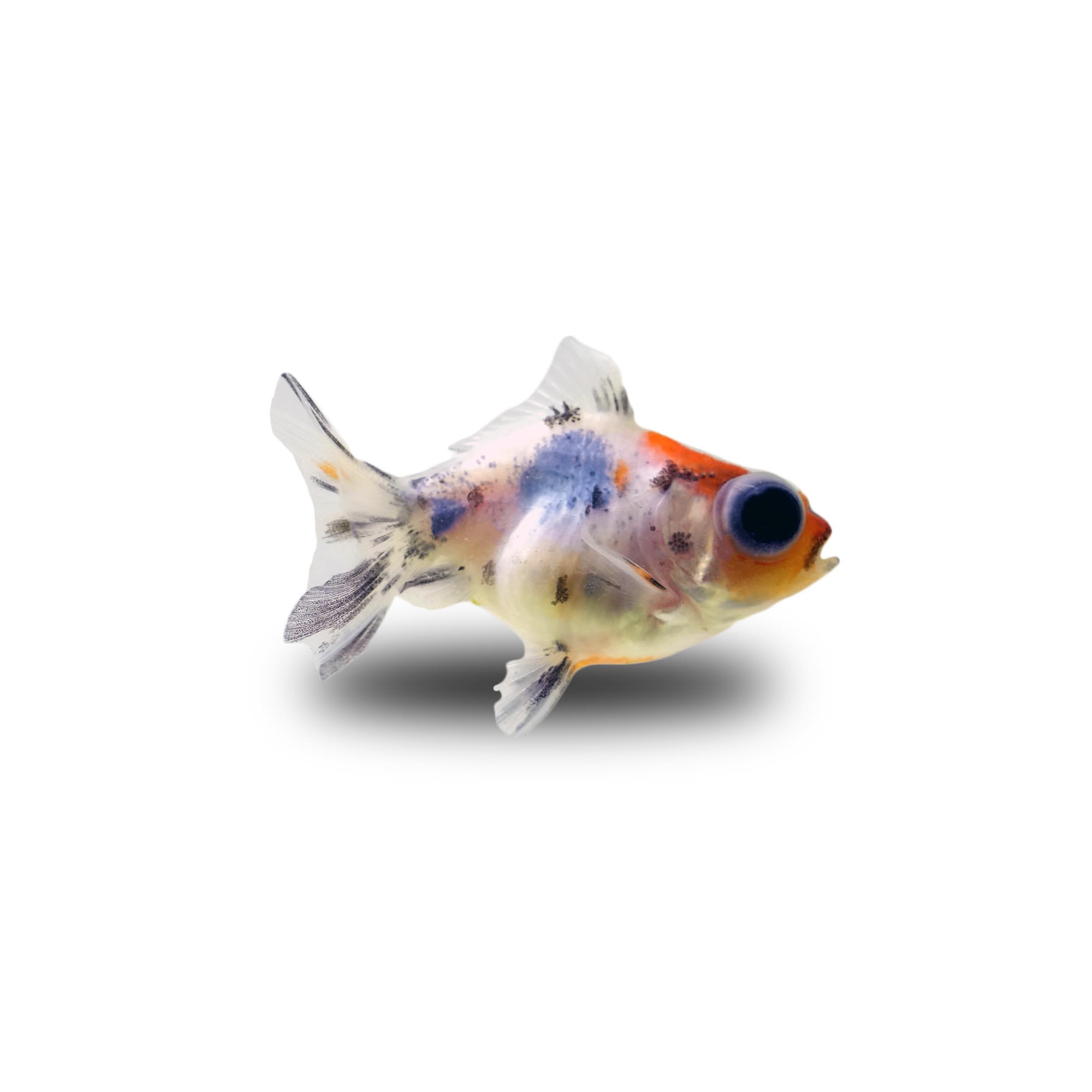 Petco 2024 fancy goldfish