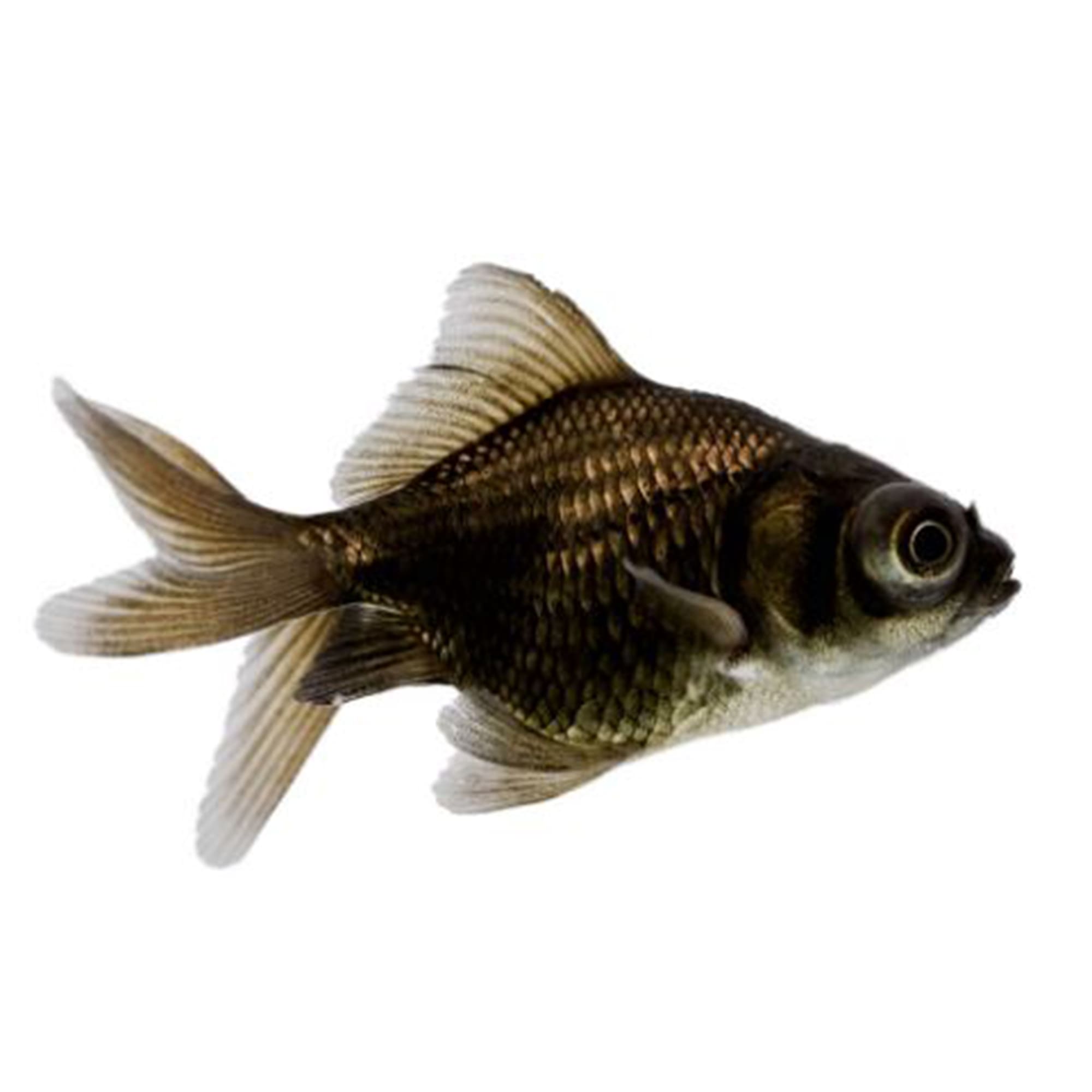 Small best sale black goldfish