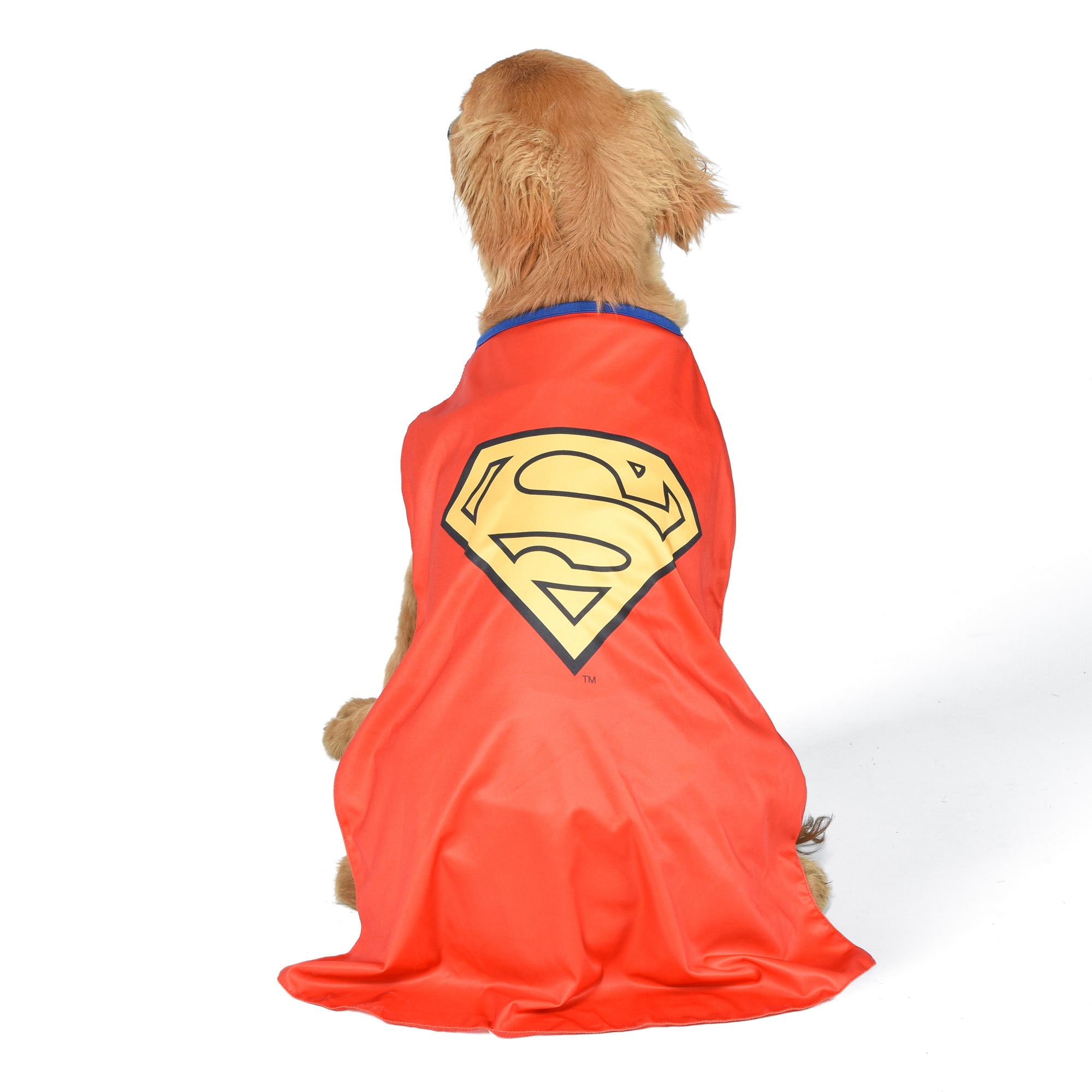 Dog in outlet superman costume