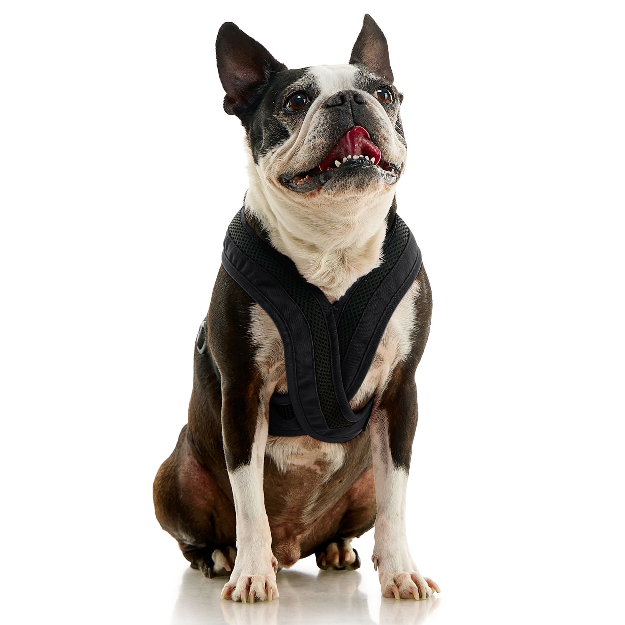 Gooby choke free clearance comfort x soft harness