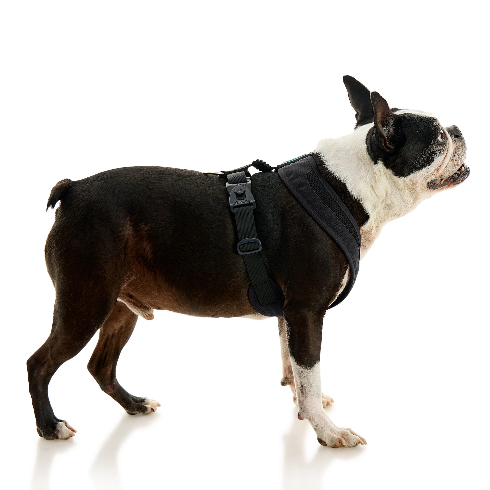 Thin dog outlet harness