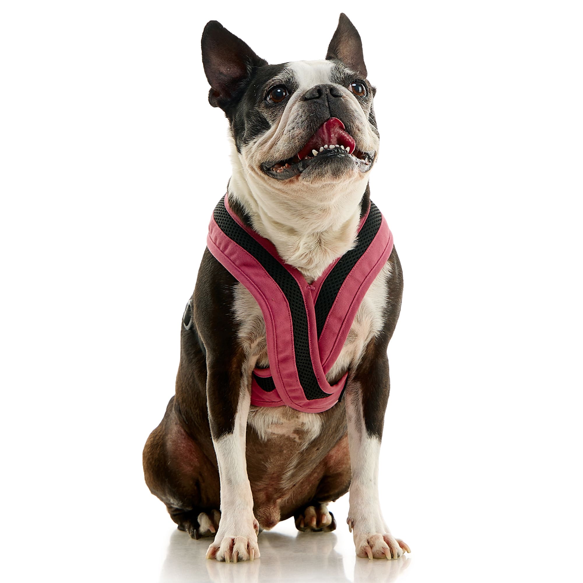 Gooby Escape Free Choke Free Dog Harness Flamingo Pink