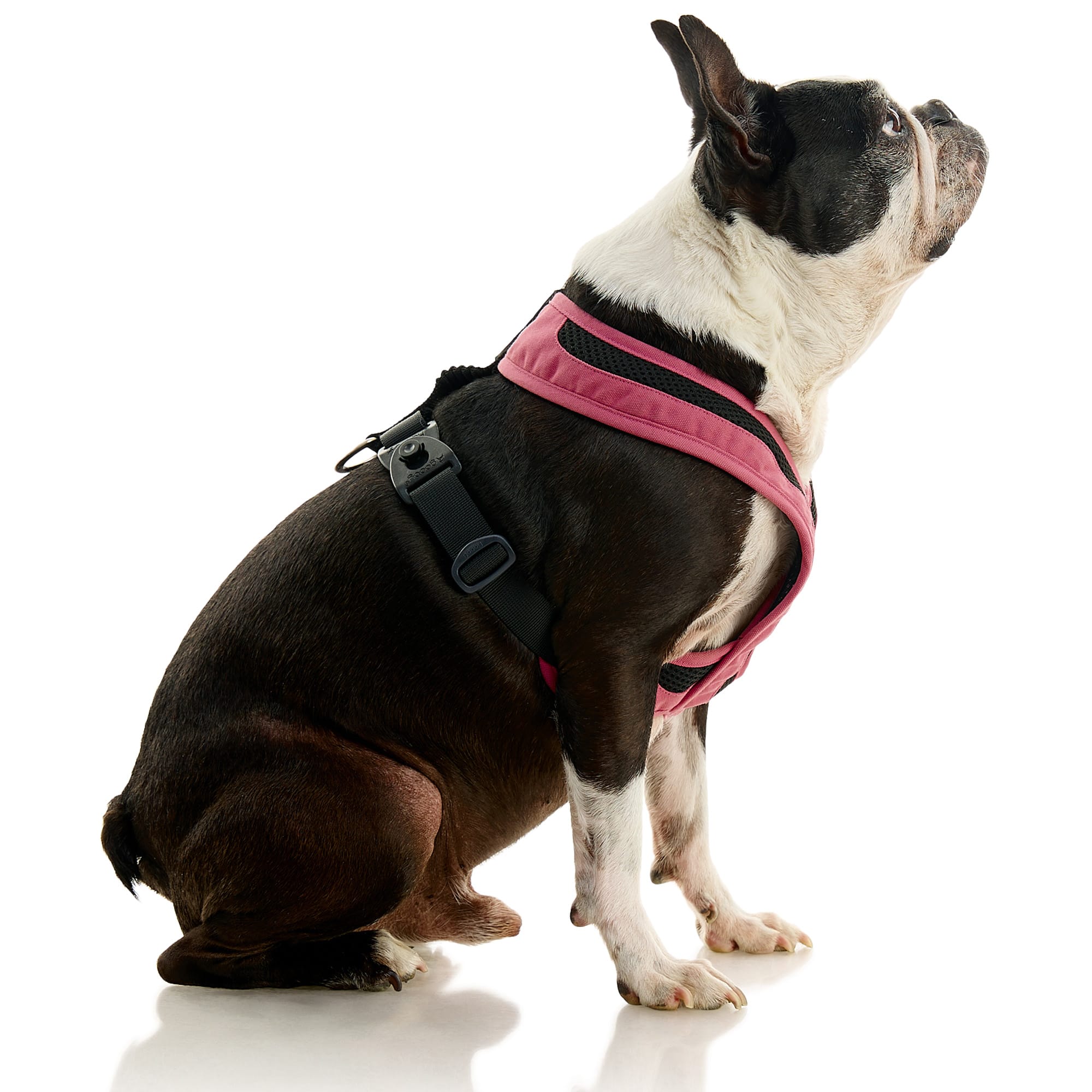 Gooby dog clearance collars