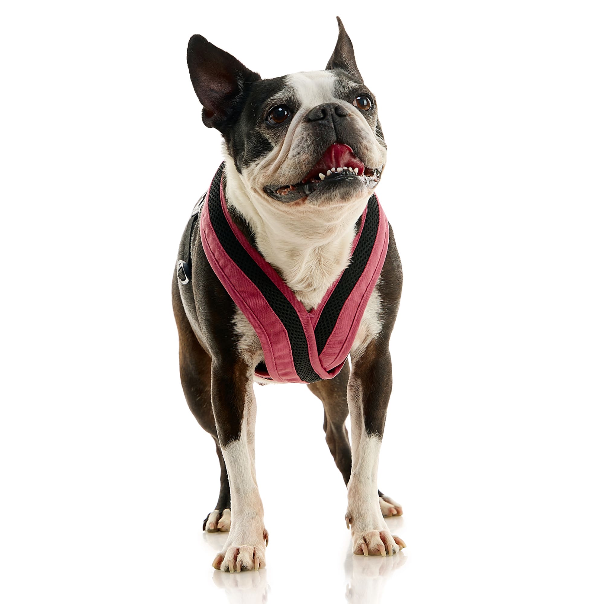 Gooby comfort x clearance harness