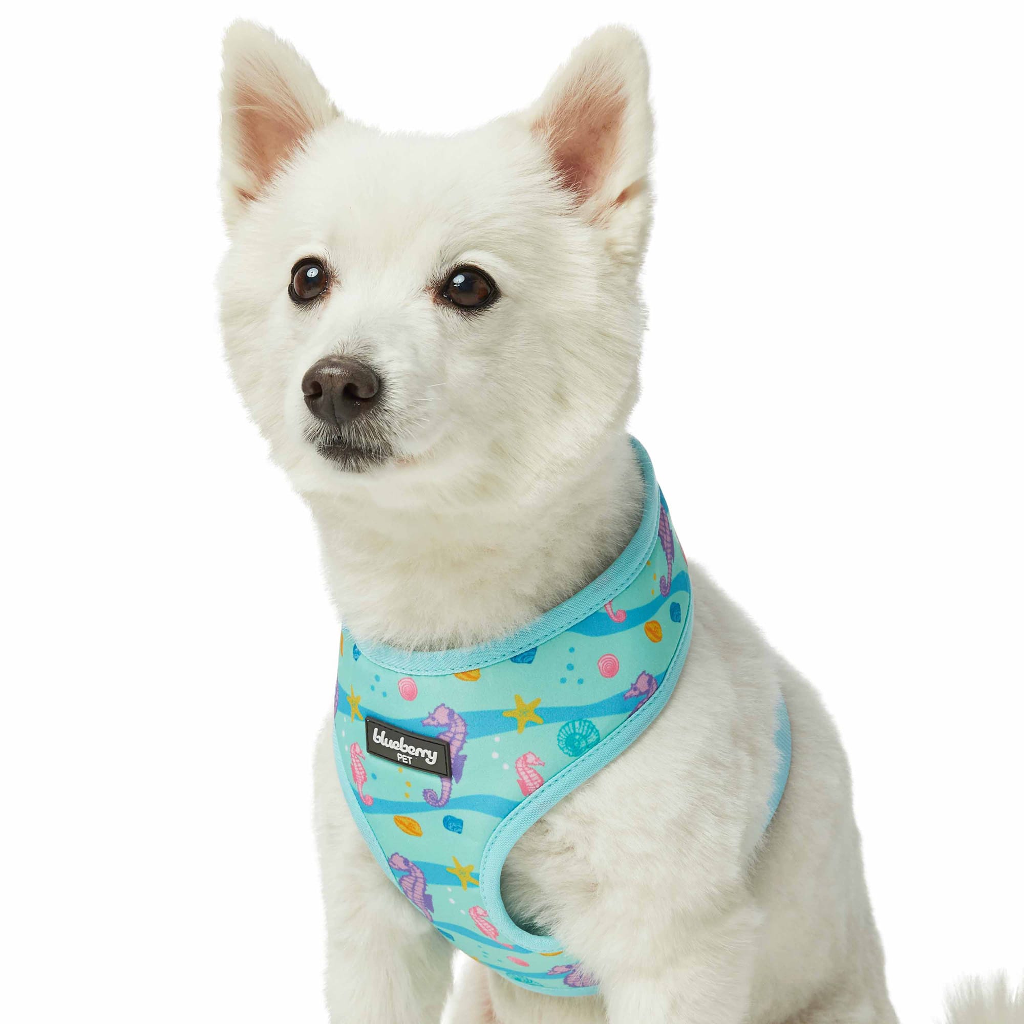 Blueberry dog outlet leads