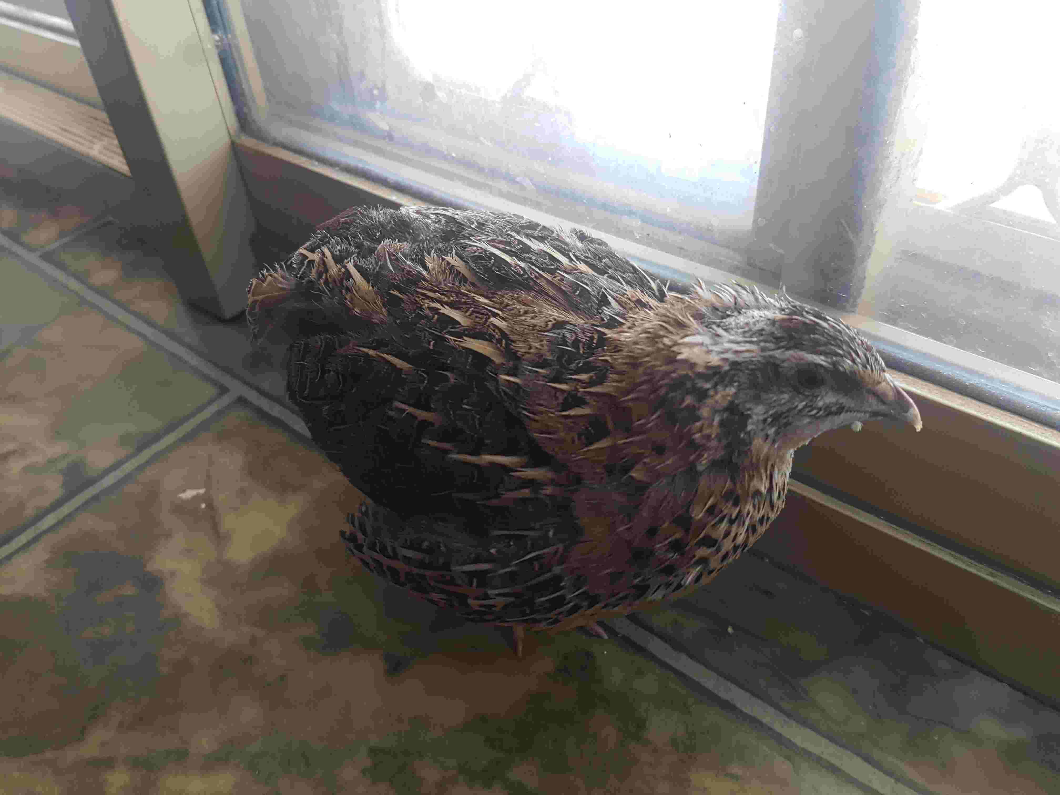 Is My Quail Sick? White Poop, Not Eating, Beak Shedding | Petco