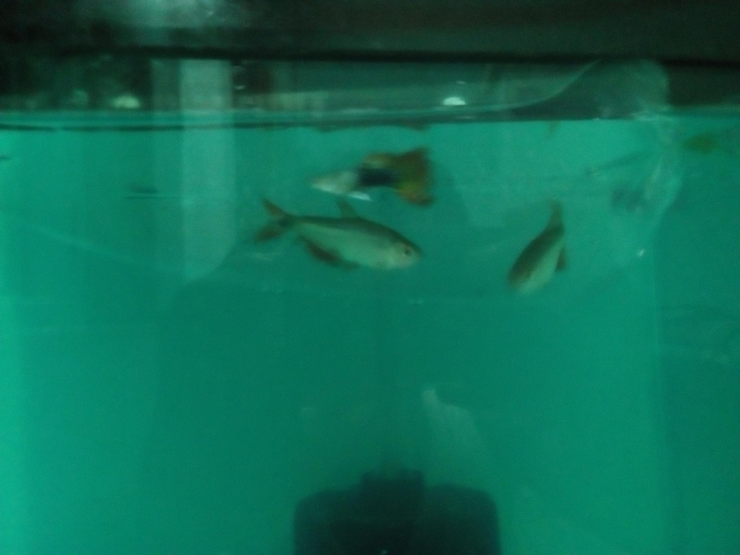Fresh Look at My Rosy Barb S Tail Cut After Adding Guppies Is