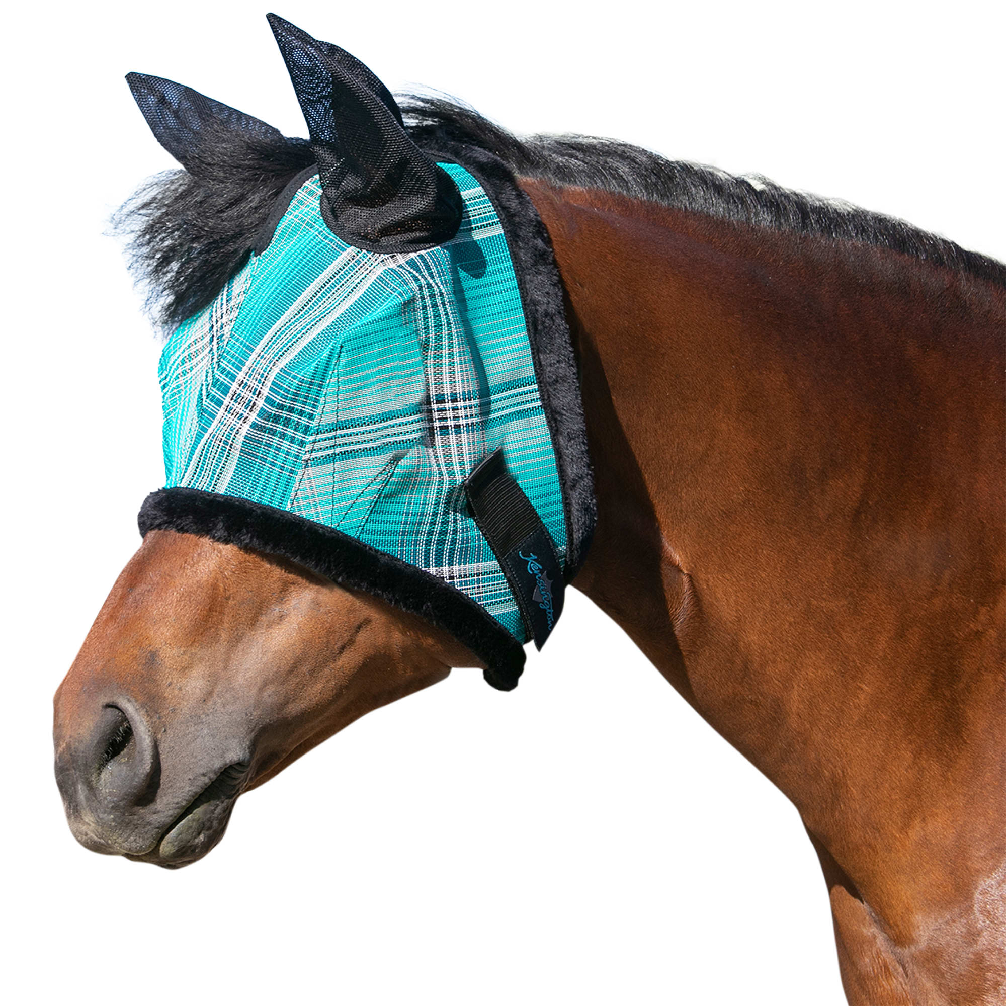 Horse Equipment Petco