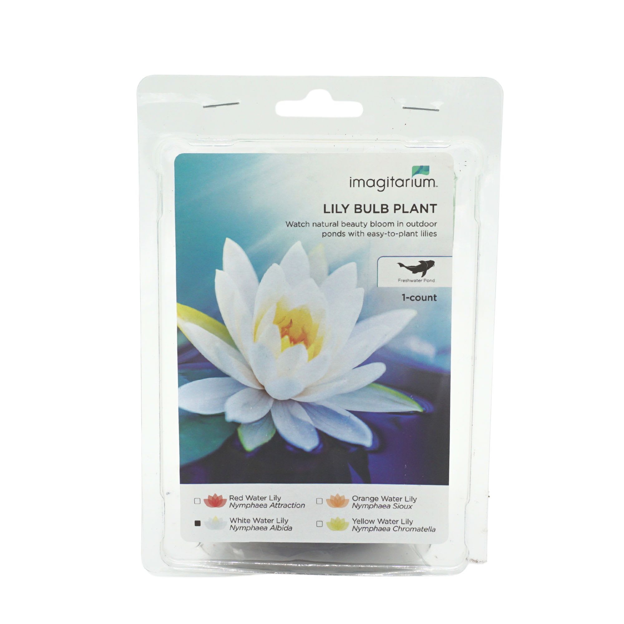 White Water Lily For Sale Petco