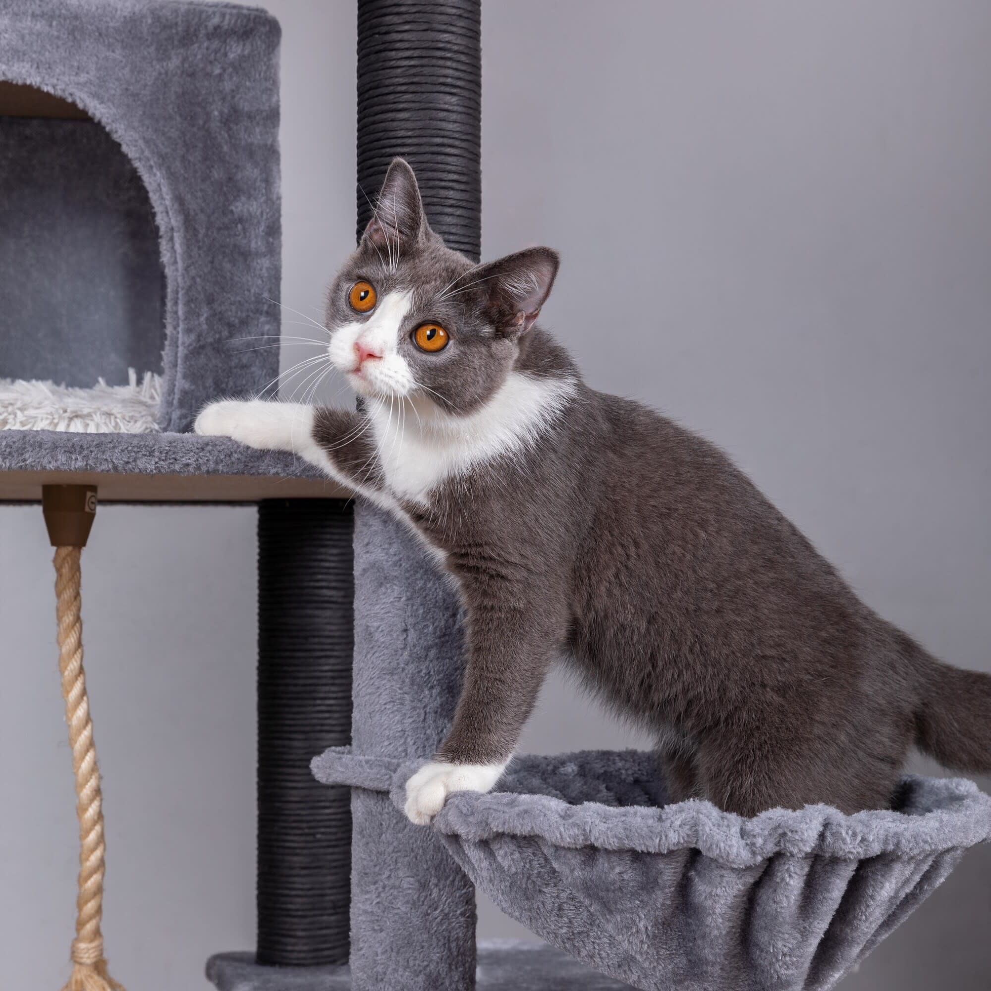 Catry Bradbury 7 Level Cat Tree with Hammock and Condo