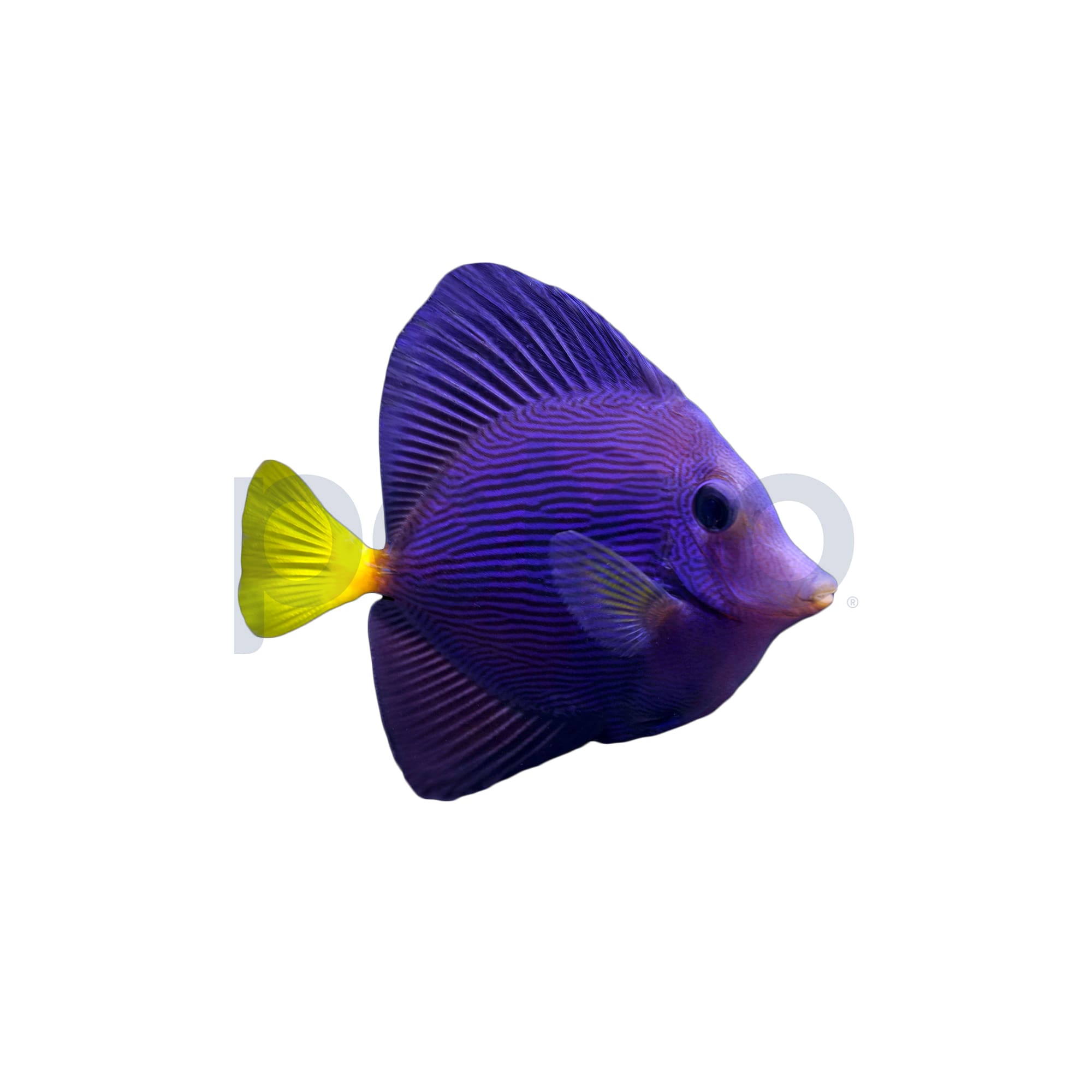Too Fish Japan-exclusive Color Purple – FIREWIRE JAPAN