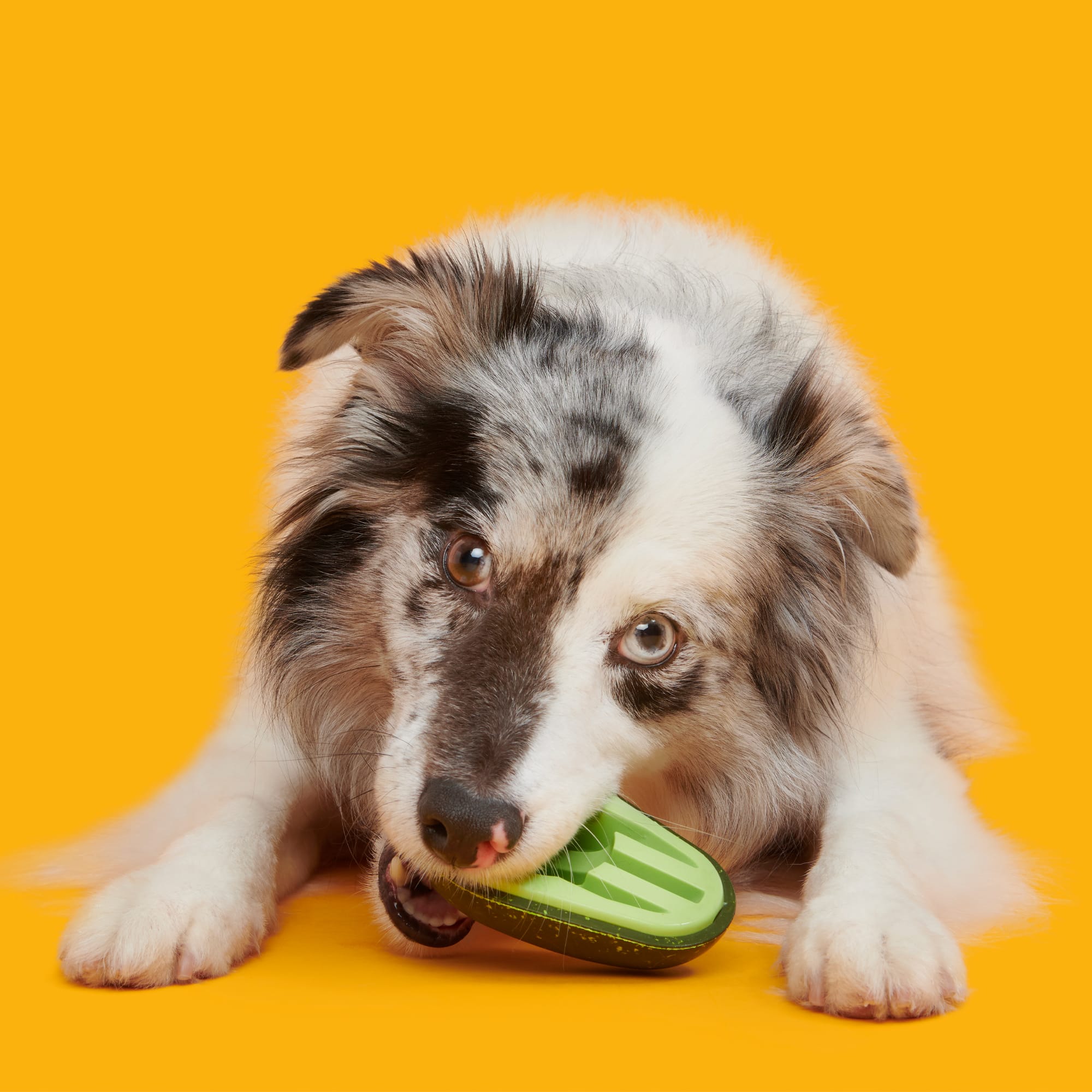 Chewia Avocado Dog Treat-dispensing Toy - Keep Your Pet Active and Healthy