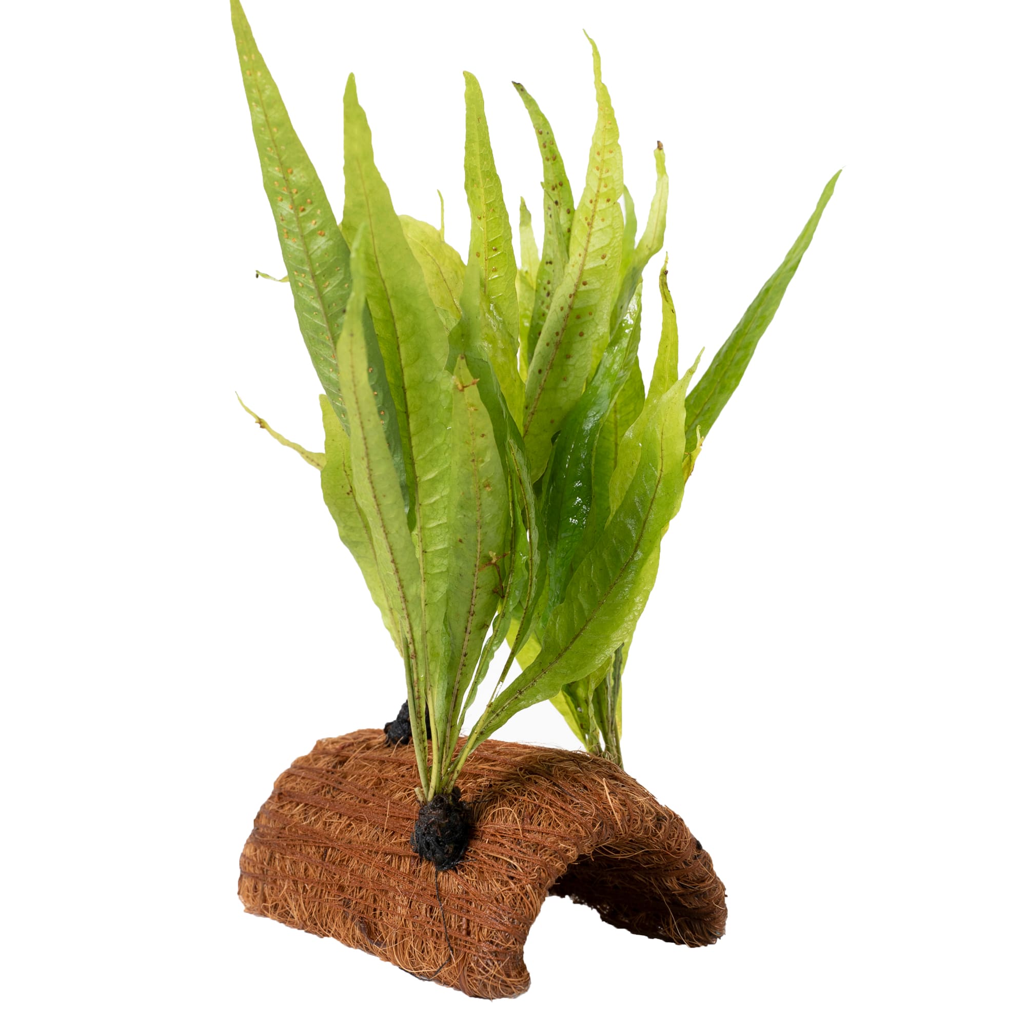 Petco live shop freshwater plants