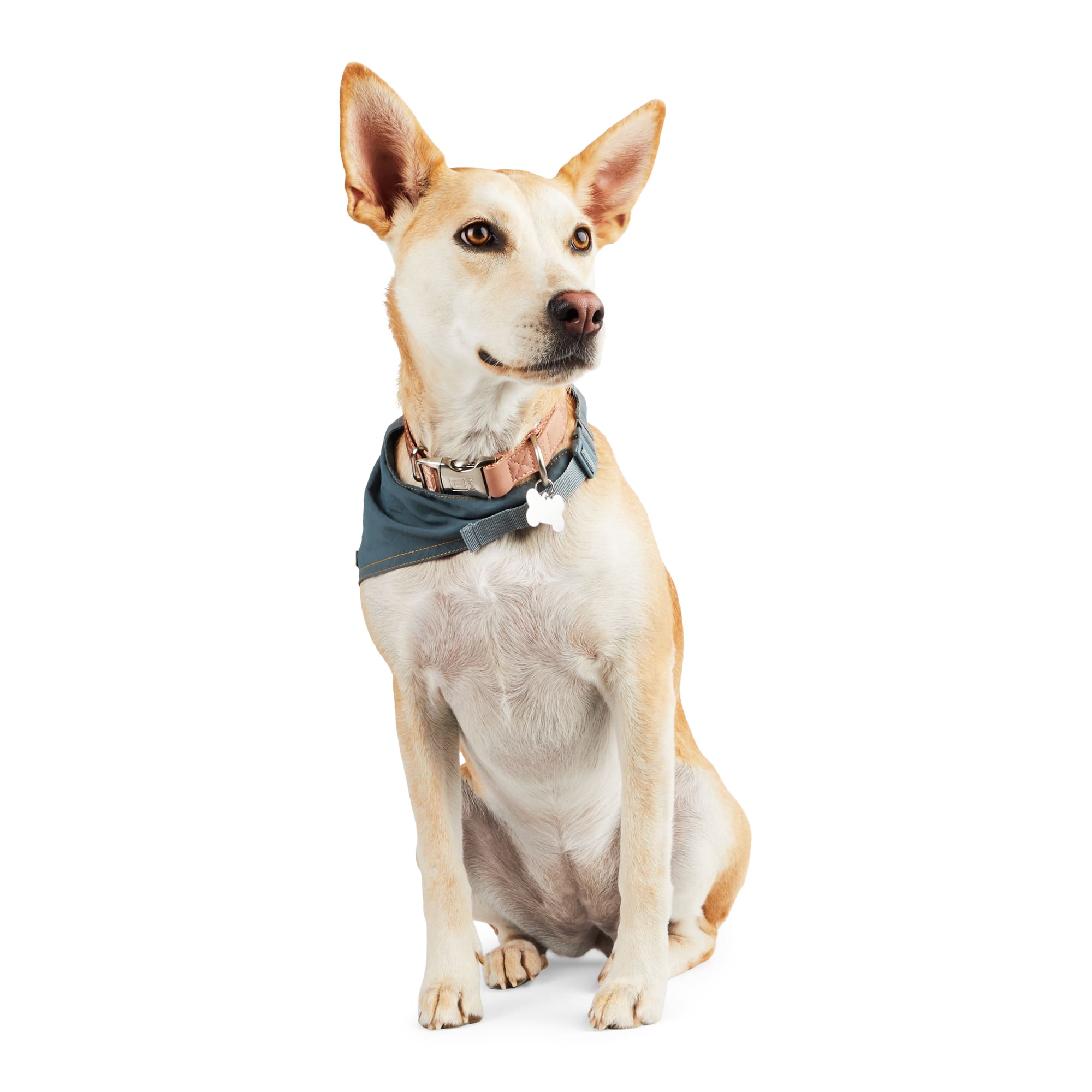 Clip on outlet dog bandana