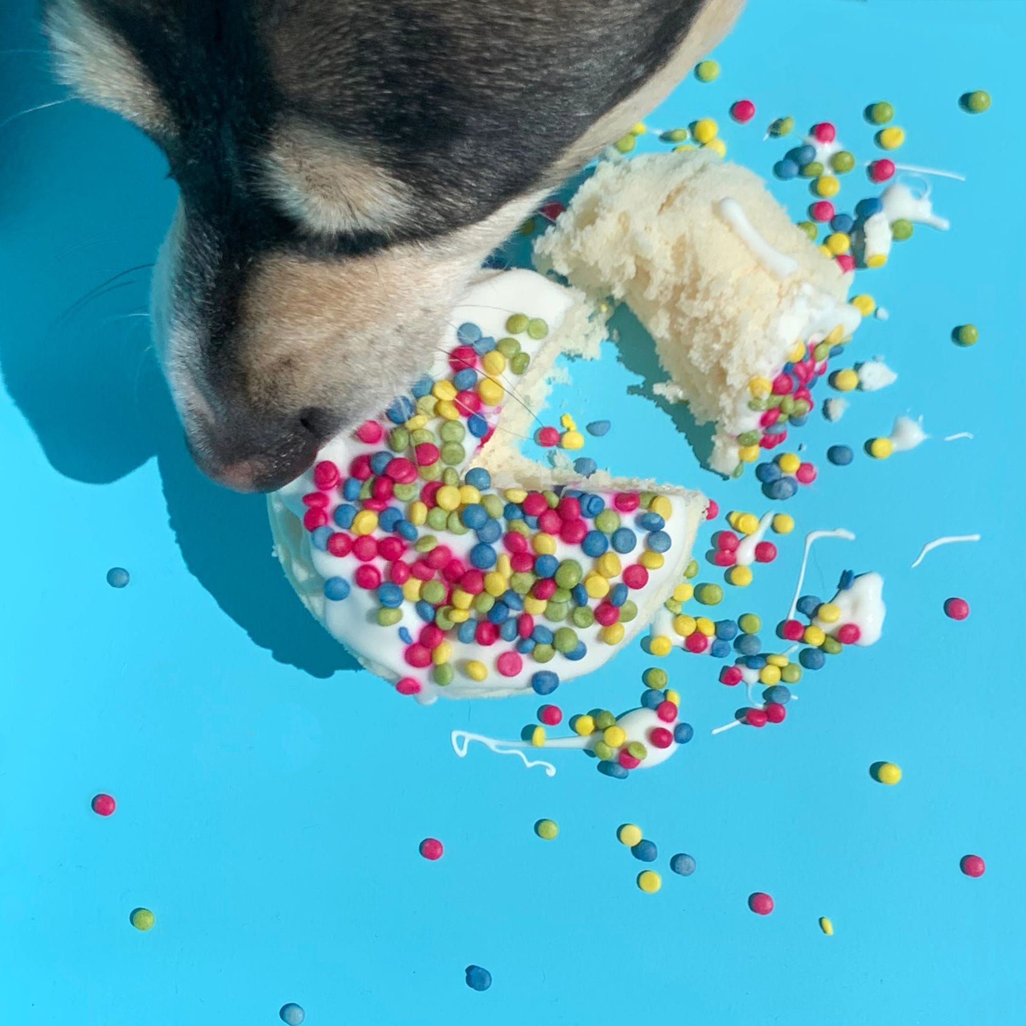 Pooch Cake Express Microwave Dog Birthday Cake Sprinkles