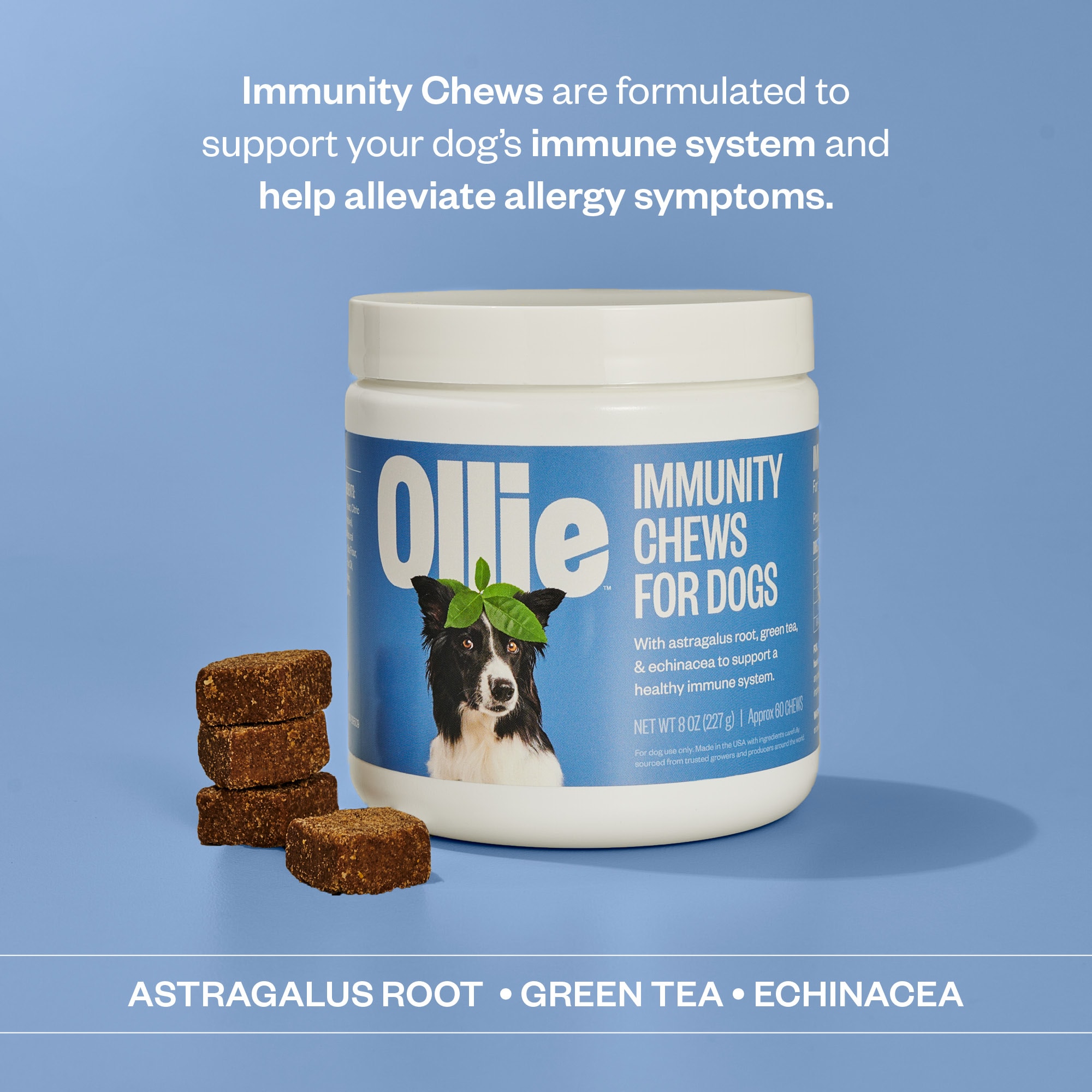 Dog immune system discount supplements