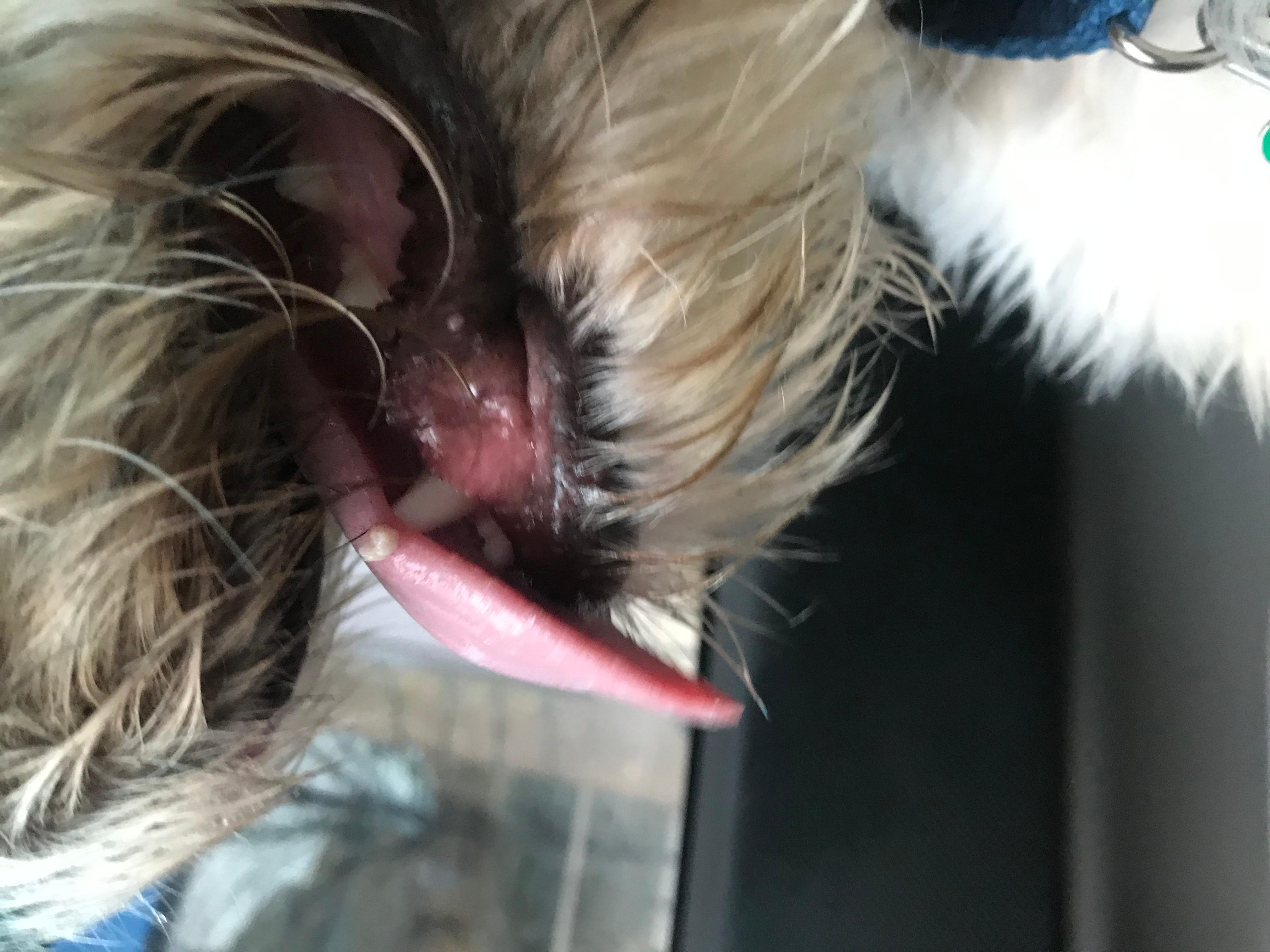 White Growth on Dog's Tongue? What Is It? Is It