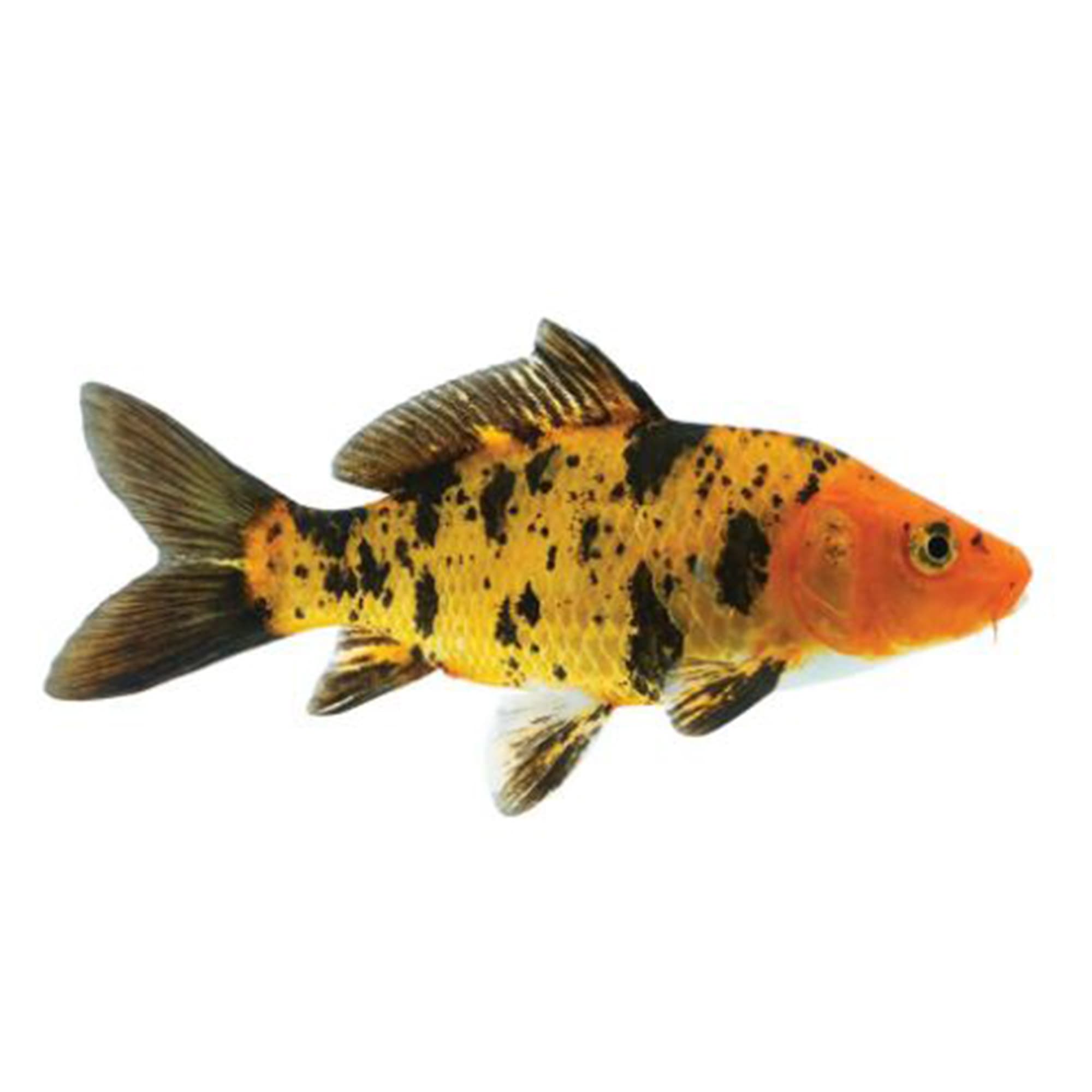 Petco koi food best sale