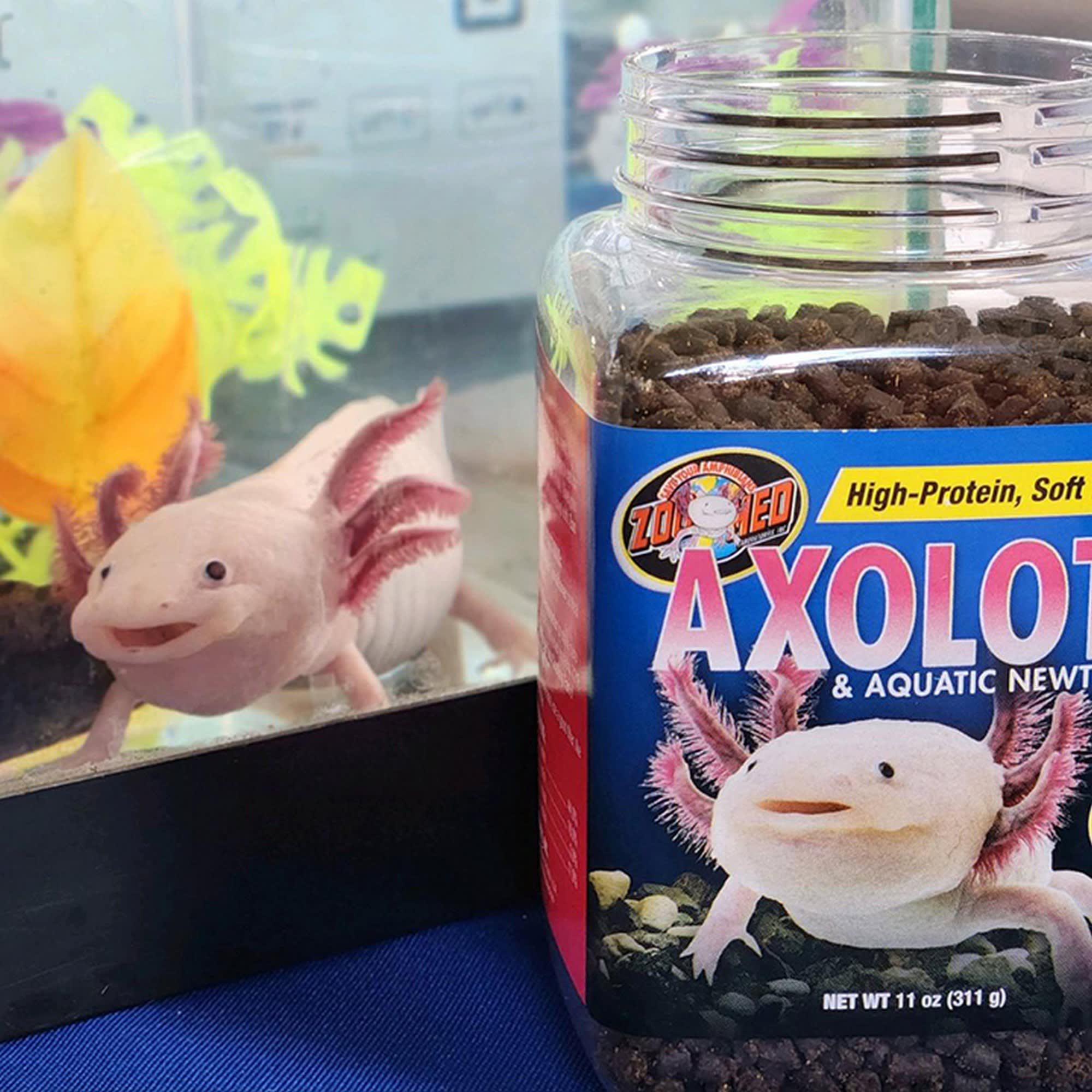 Axolotl Food Guide - Best natural and commercial Food options -  AquariumStoreDepot