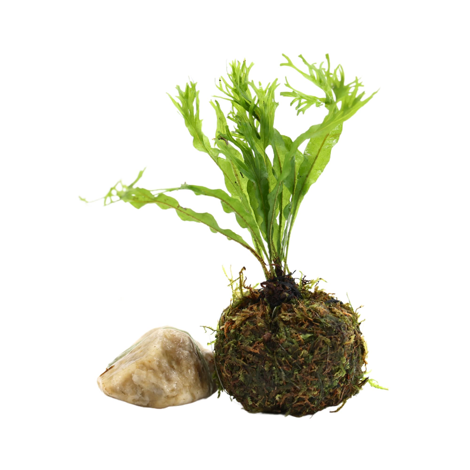 Floating Java Moss Ball with Plant