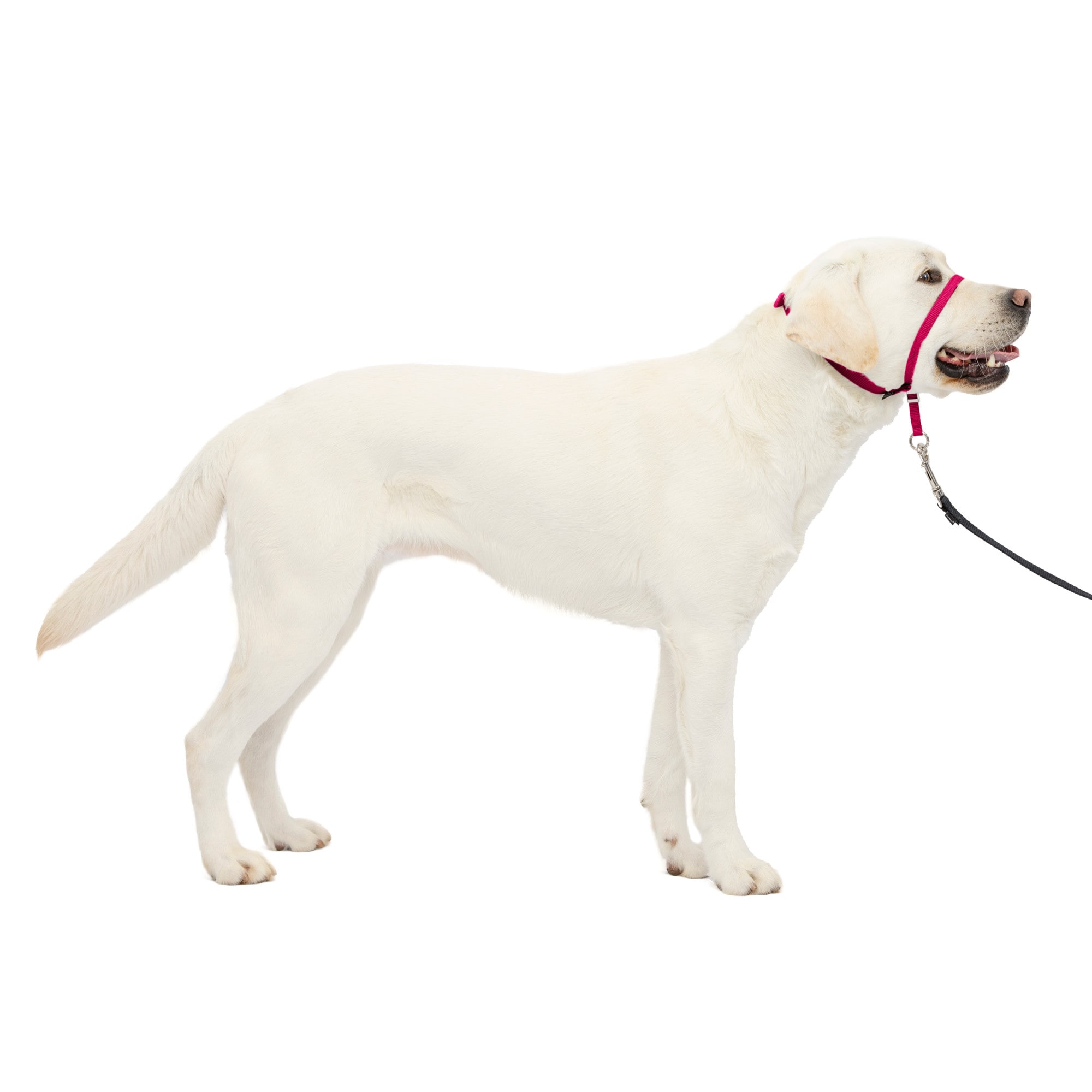 Petsafe collar petco hotsell