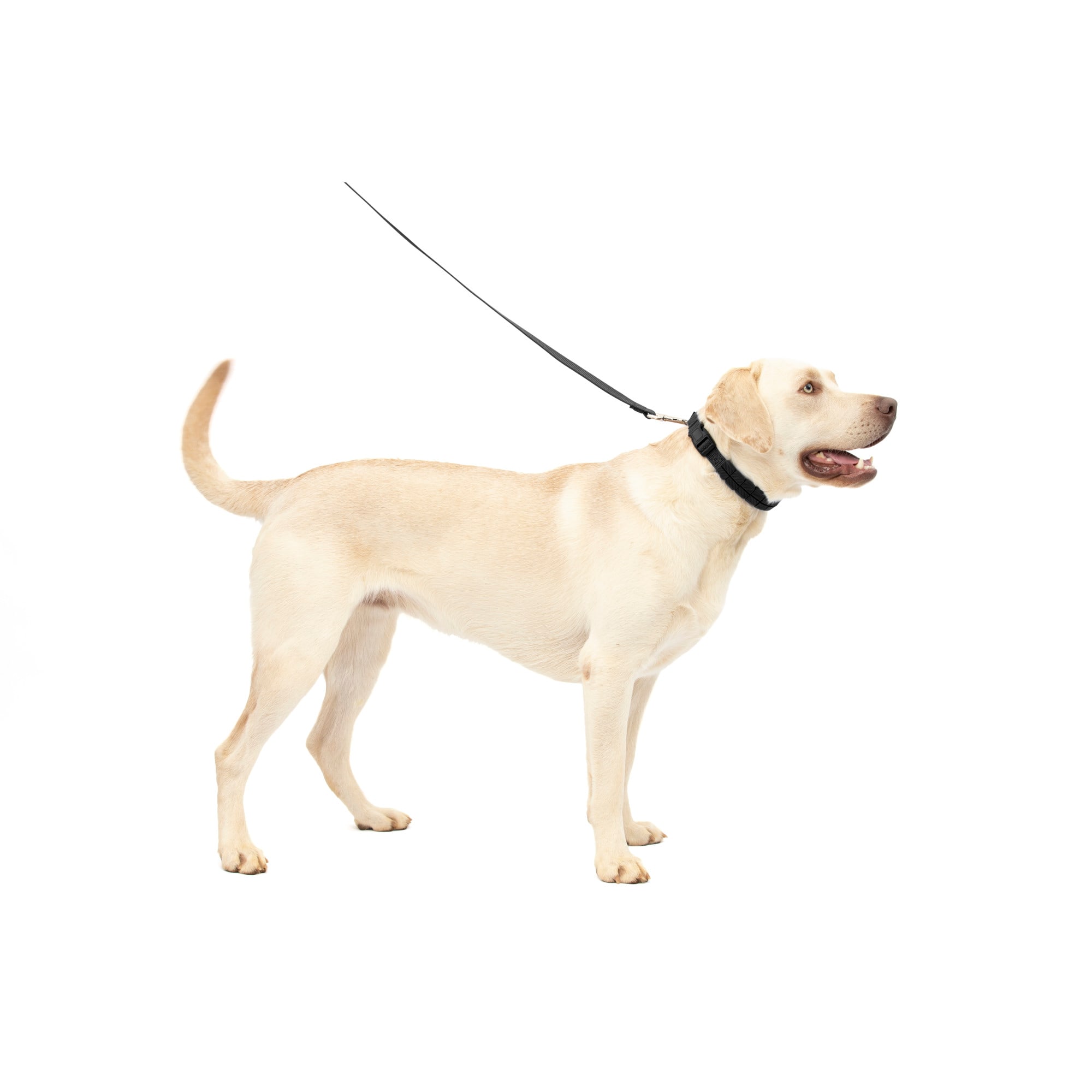 Petco training collar hotsell