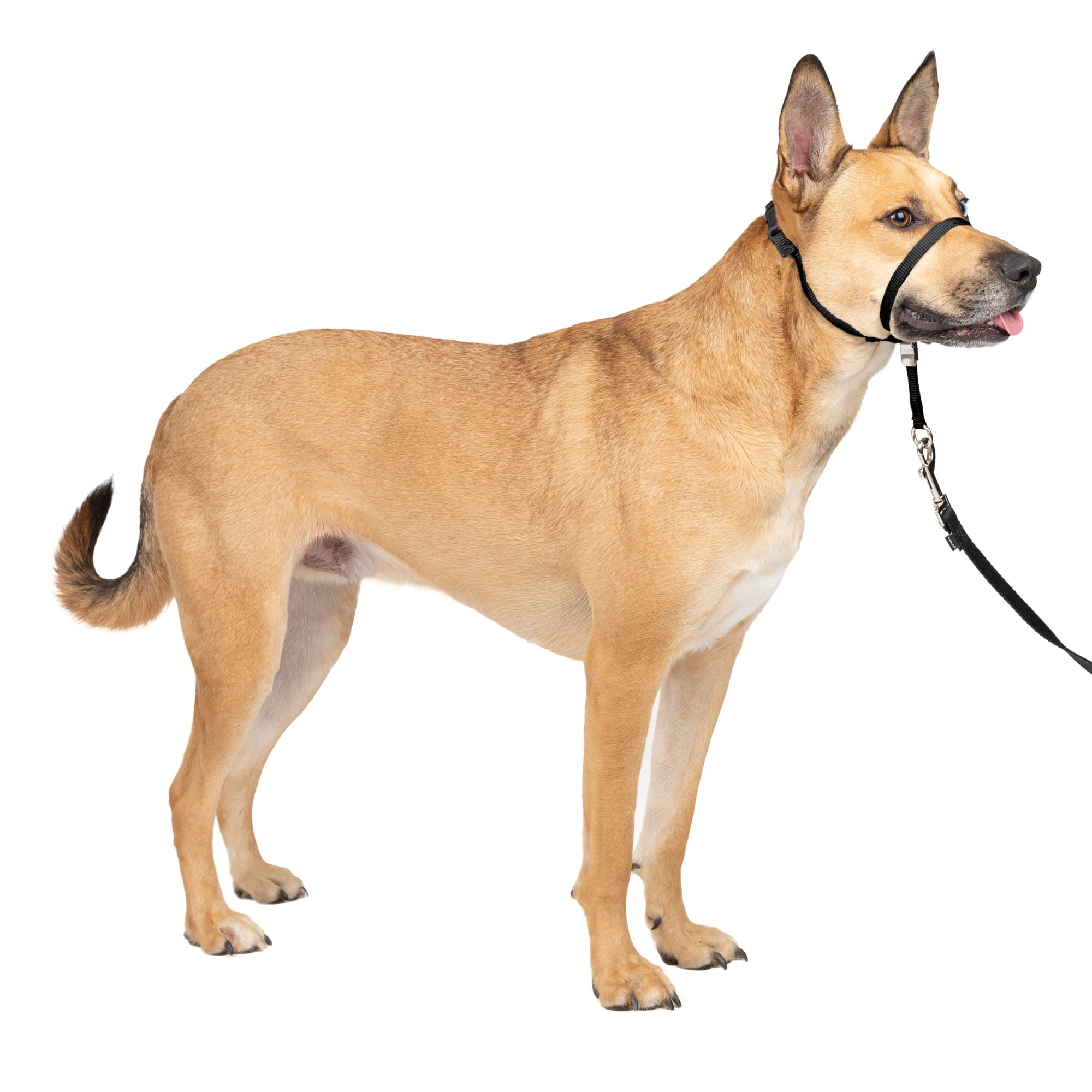 Petco slip leash hotsell