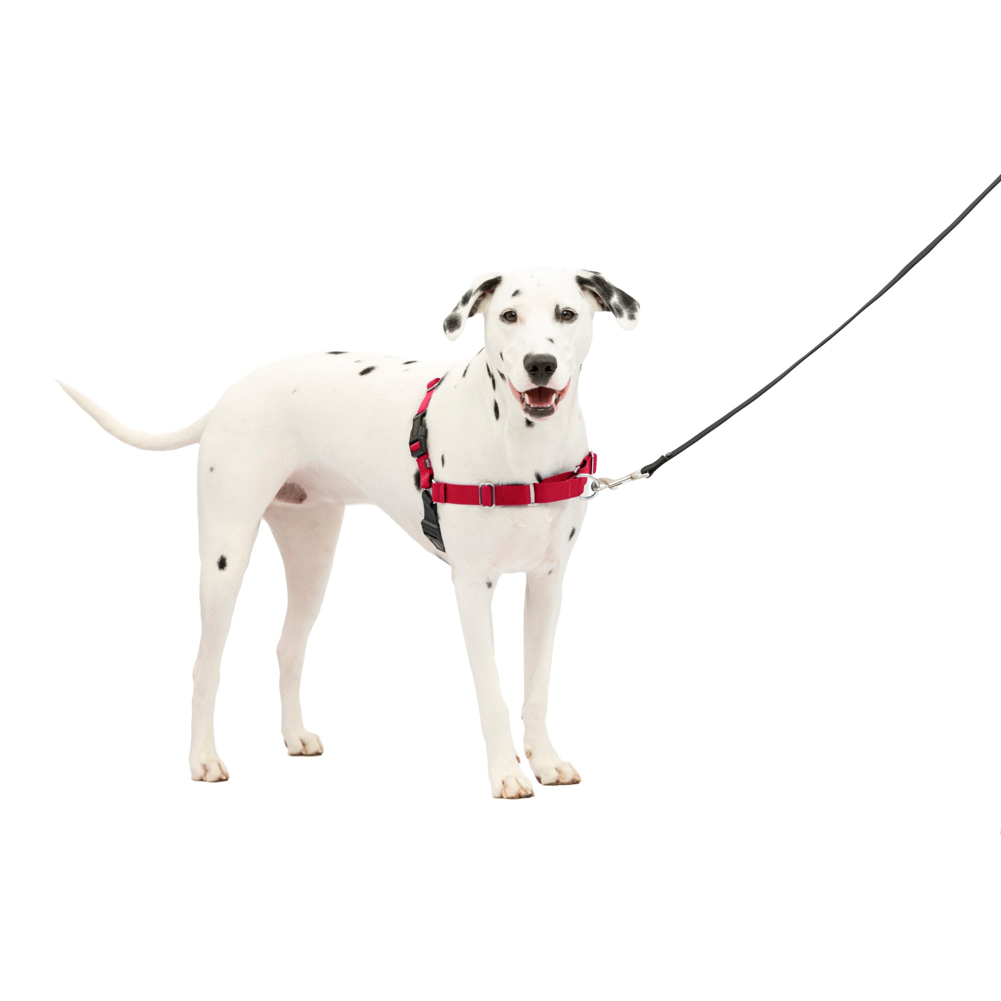 Freedom no clearance pull harness petco