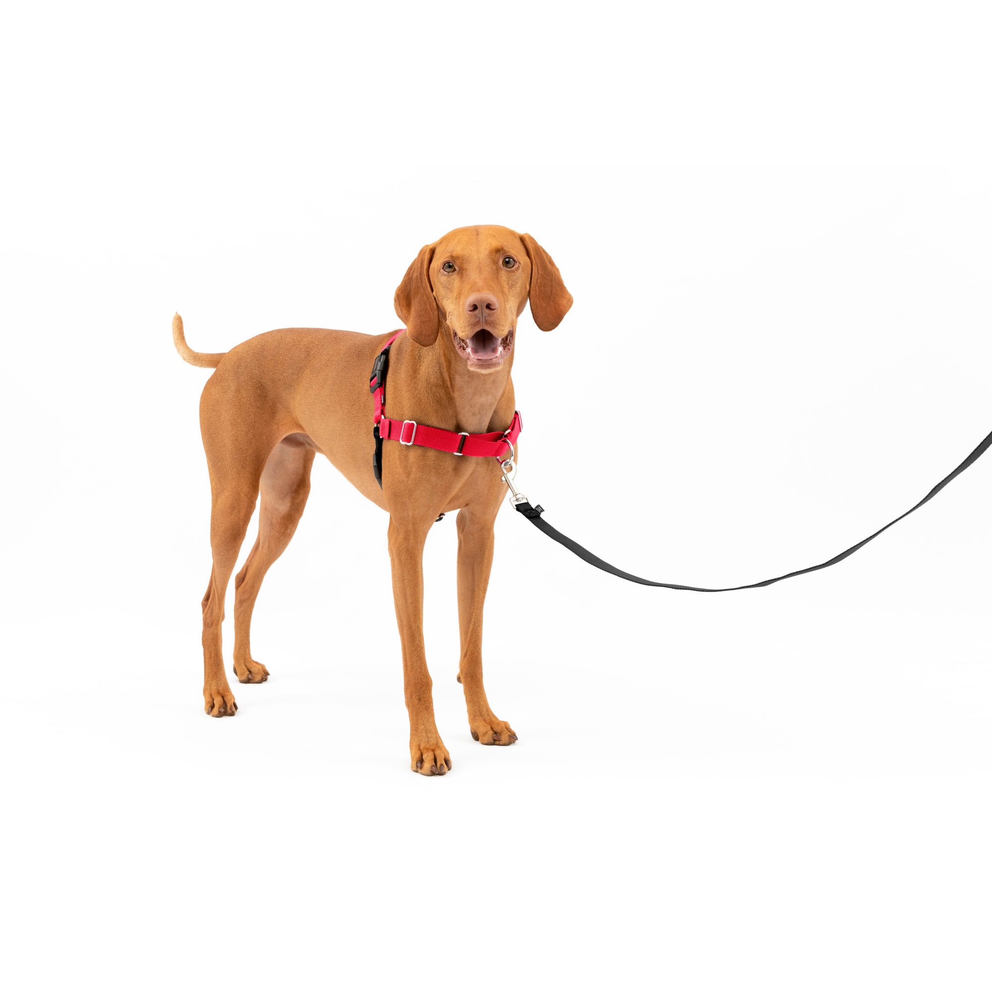 Best harness to teach dog not to pull best sale