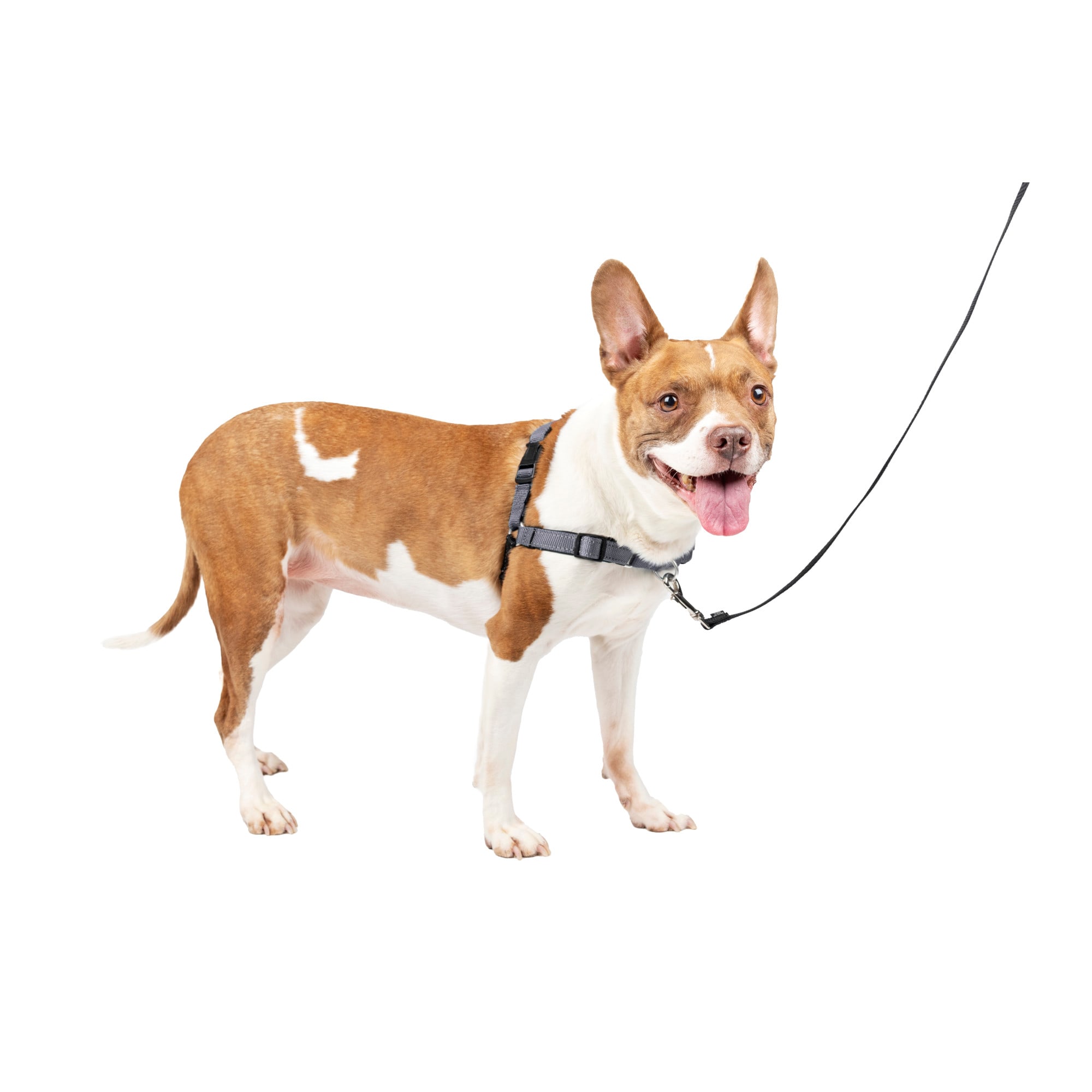 PetSafe Deluxe No Pull Dog Harness Reflective Straps