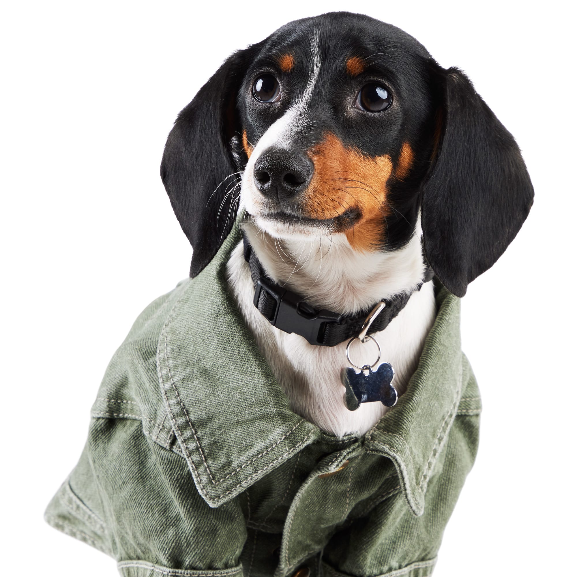 Reddy Denim Jacket for Dogs, Dark Wash, X-Small Petco