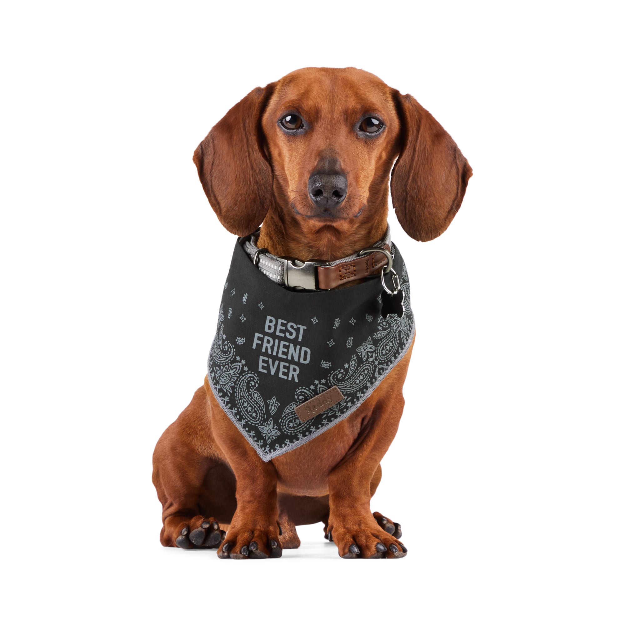 Reddy BFF Bandana for Dogs and Cats Black X Small Small Petco