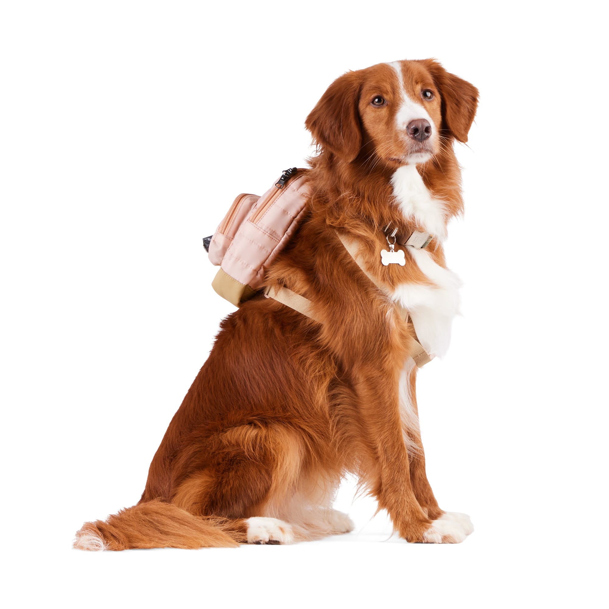 Reddy dog backpack sales