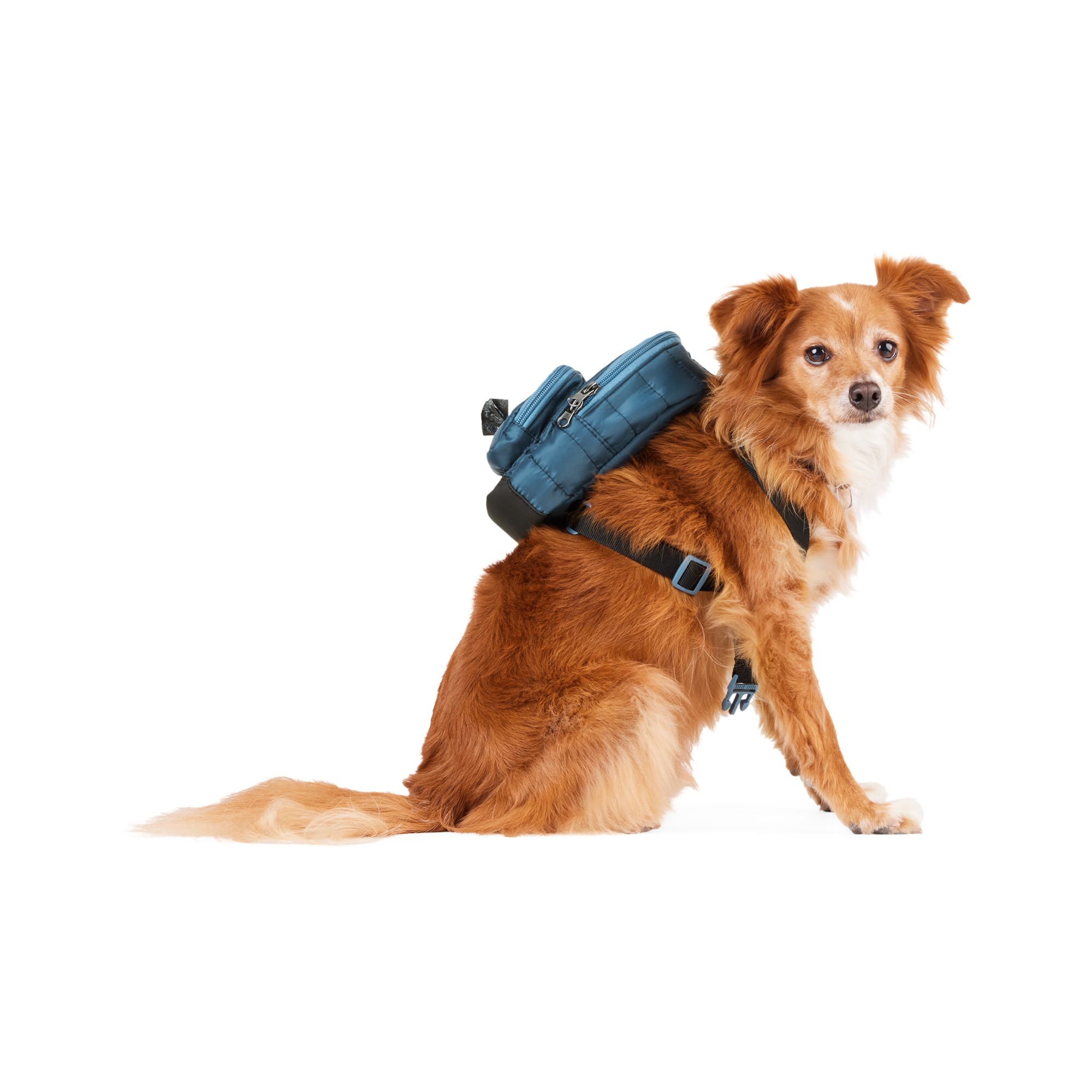 Backpack for dogs to wear best sale