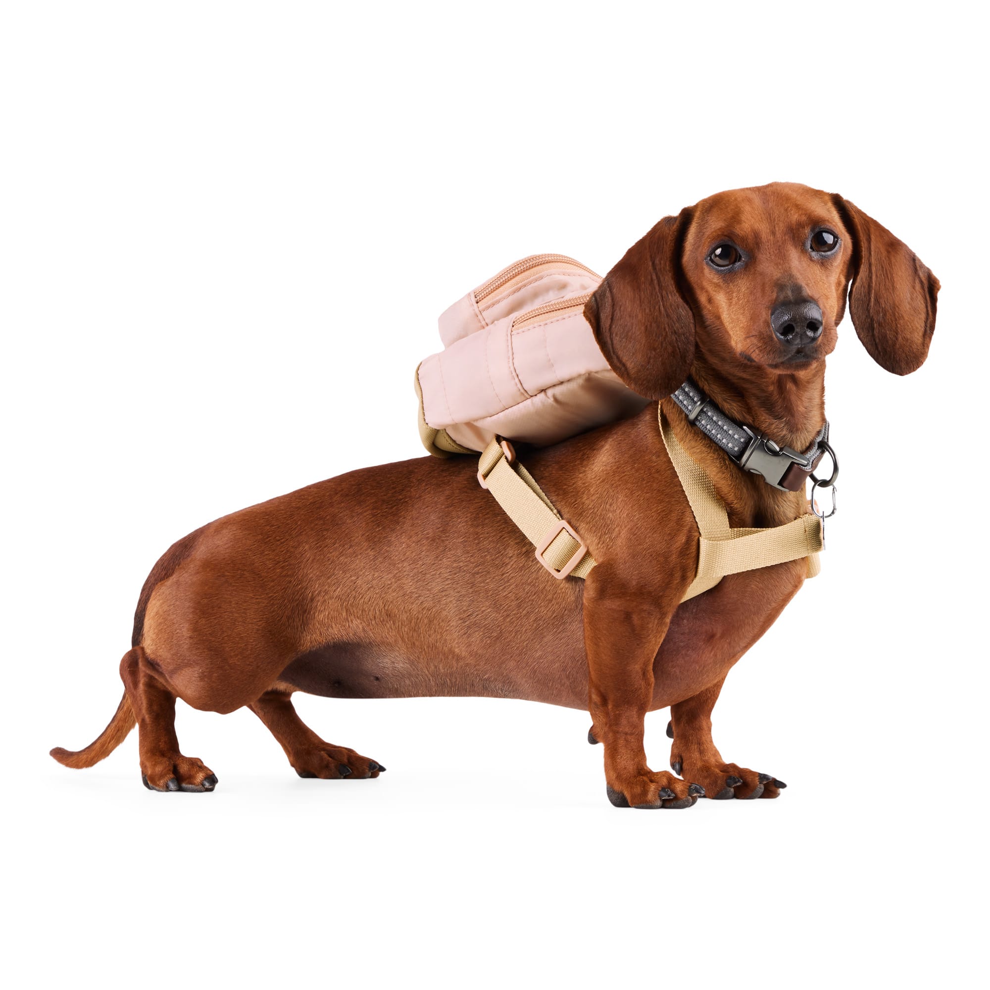 Petco dog backpack hotsell