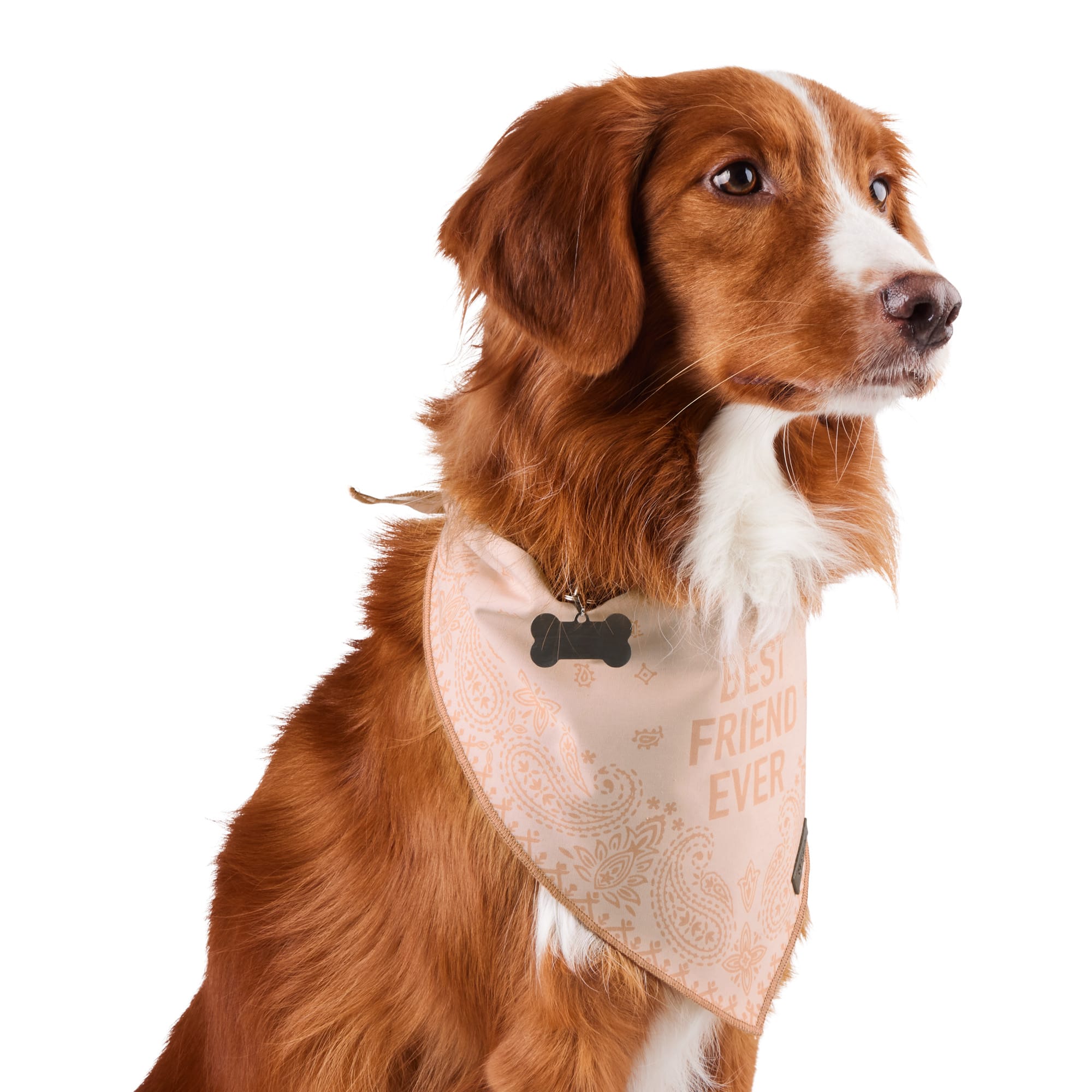 Reddy BFF Dog Bandana, Large/X-Large, Blush Petco
