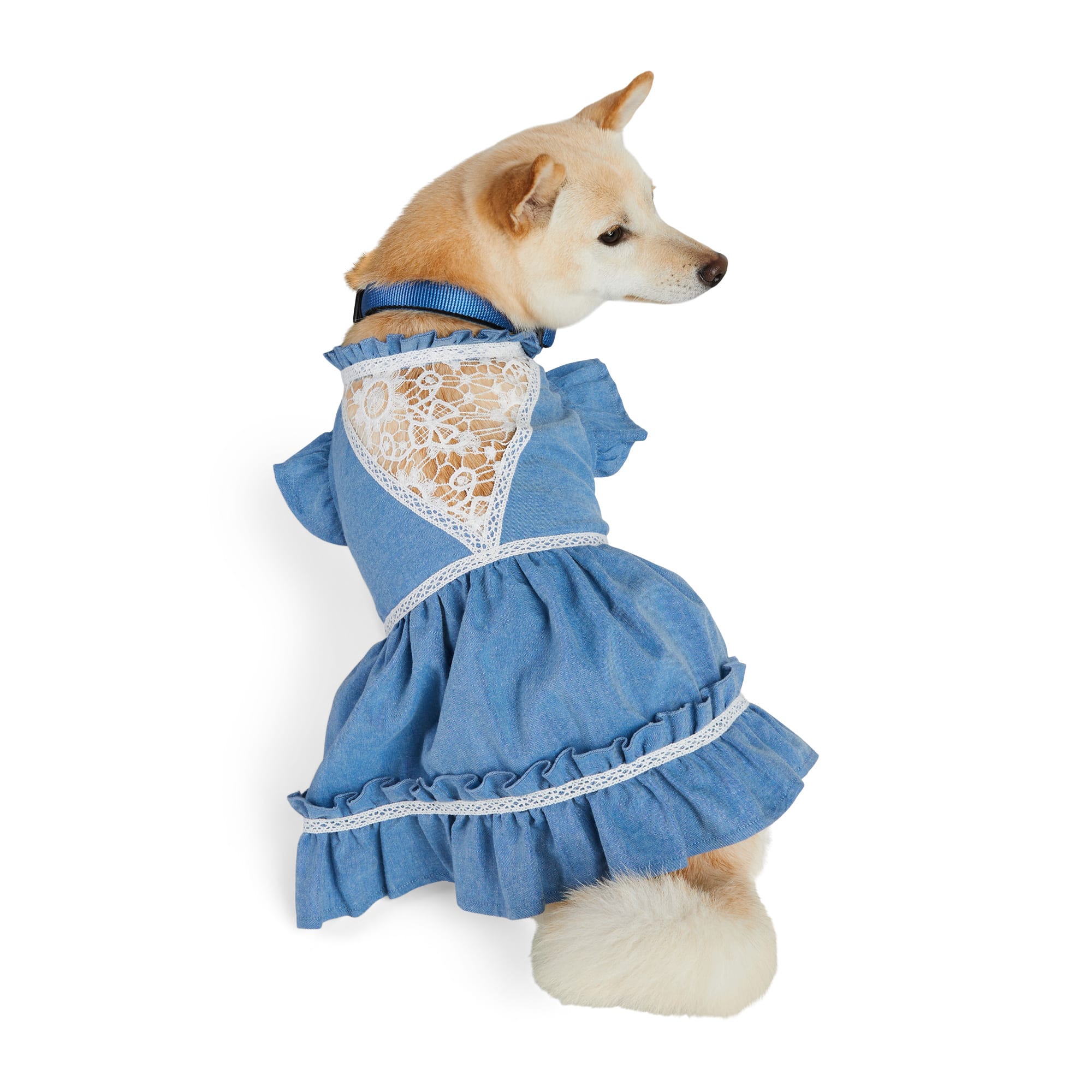 Petco store dog dresses