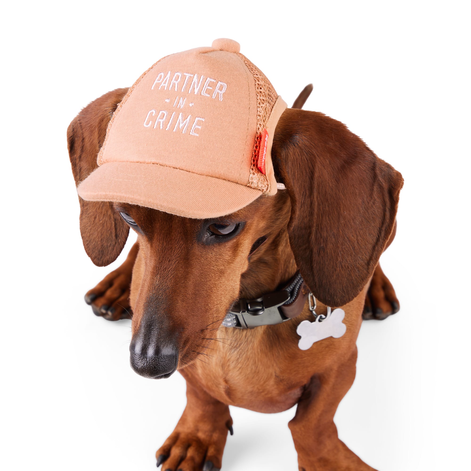 Reddy Trucker Dog Hat X Small Small Pink Petco