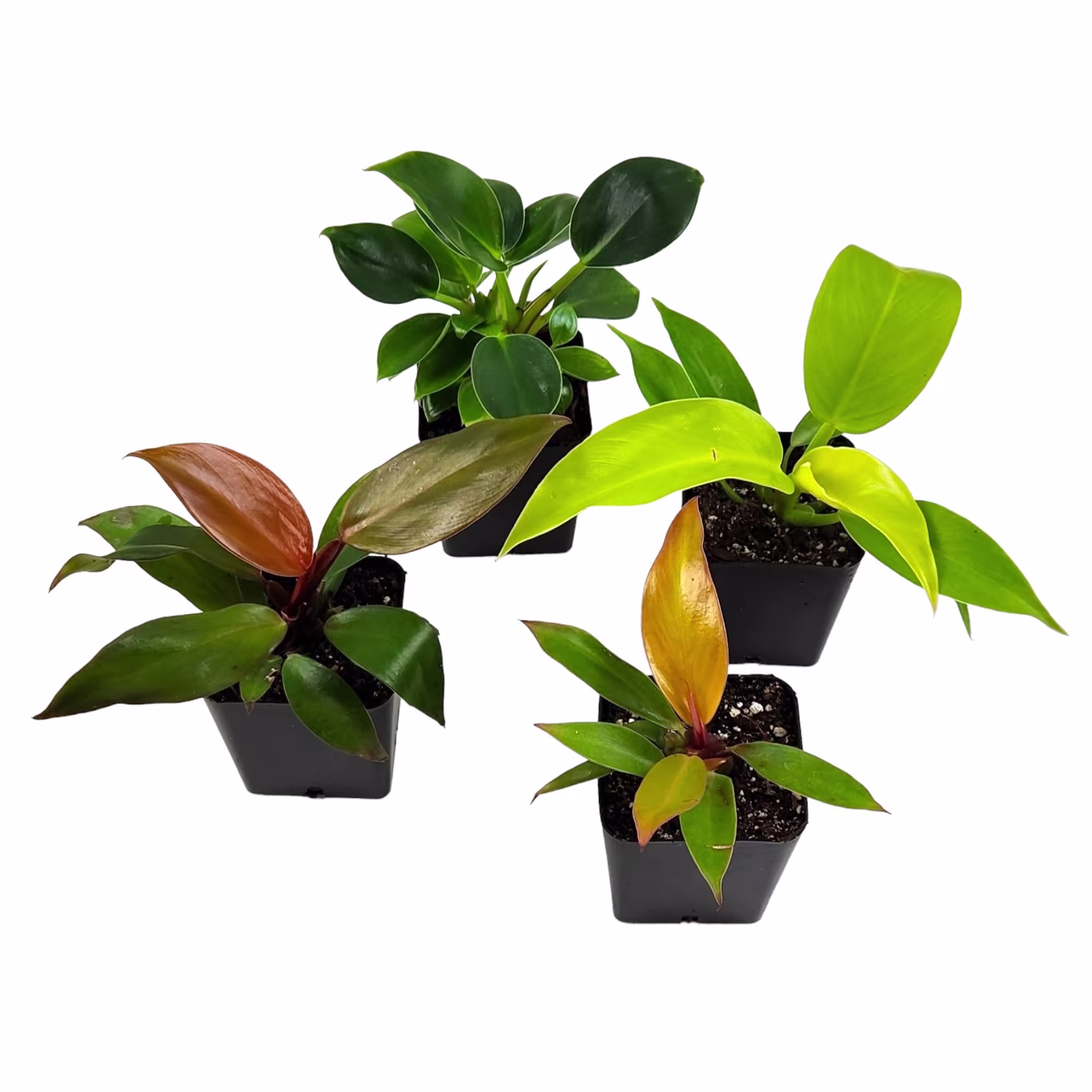 asda pineapple plant price Pineapple Plant for Sale | Tropical Plants