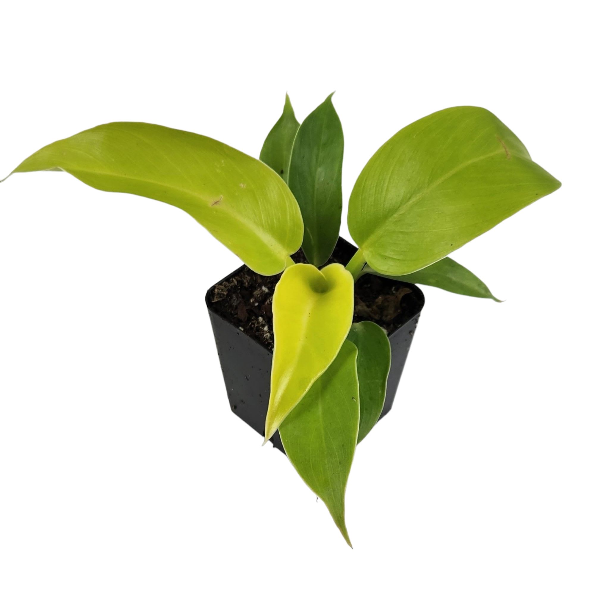 Live Plants Grower's Choice Assorted Single, Philodendron | Petco